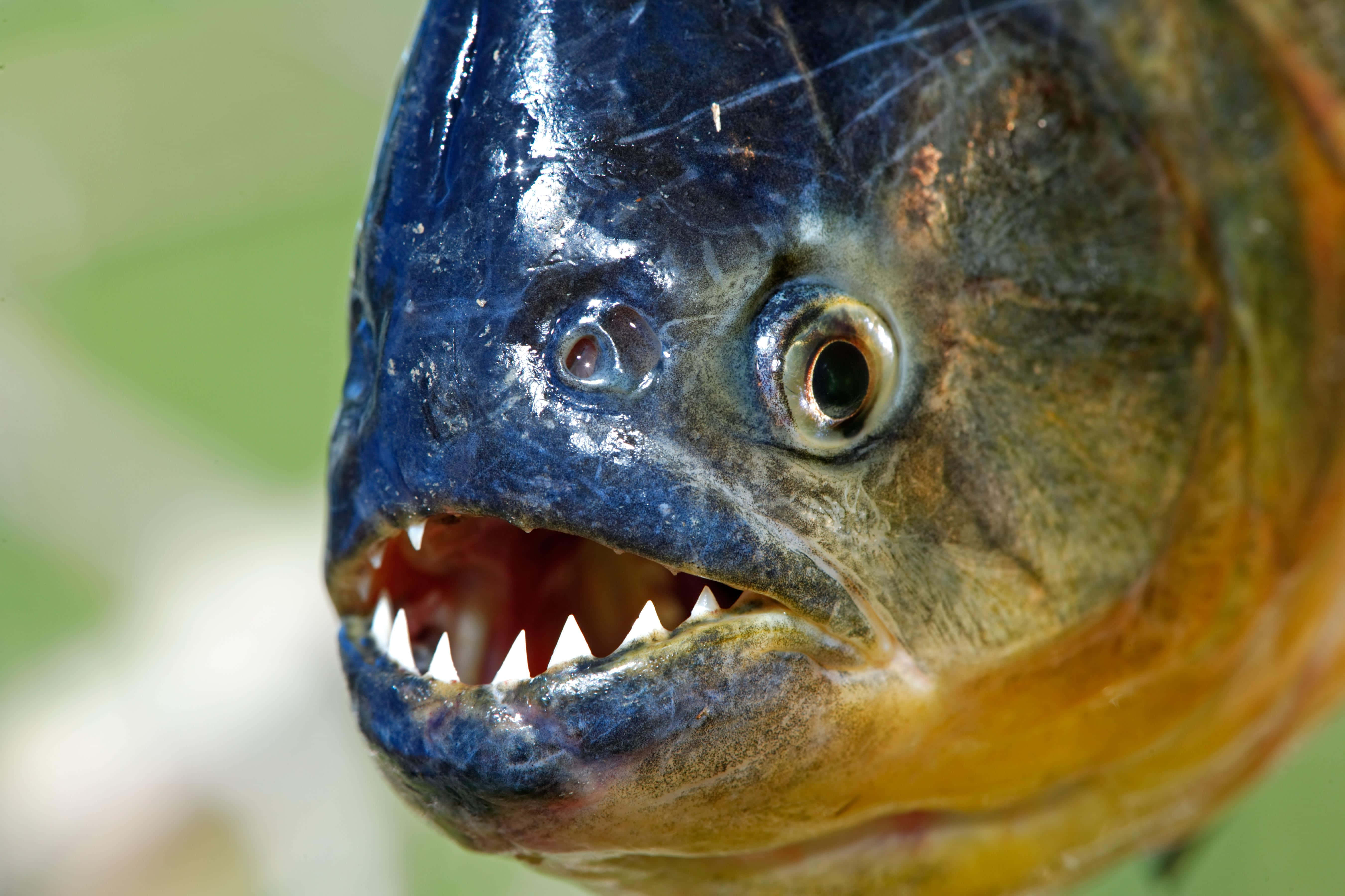 piranha, sharp teeth, intense eyes, 5K Desktop Wallpaper