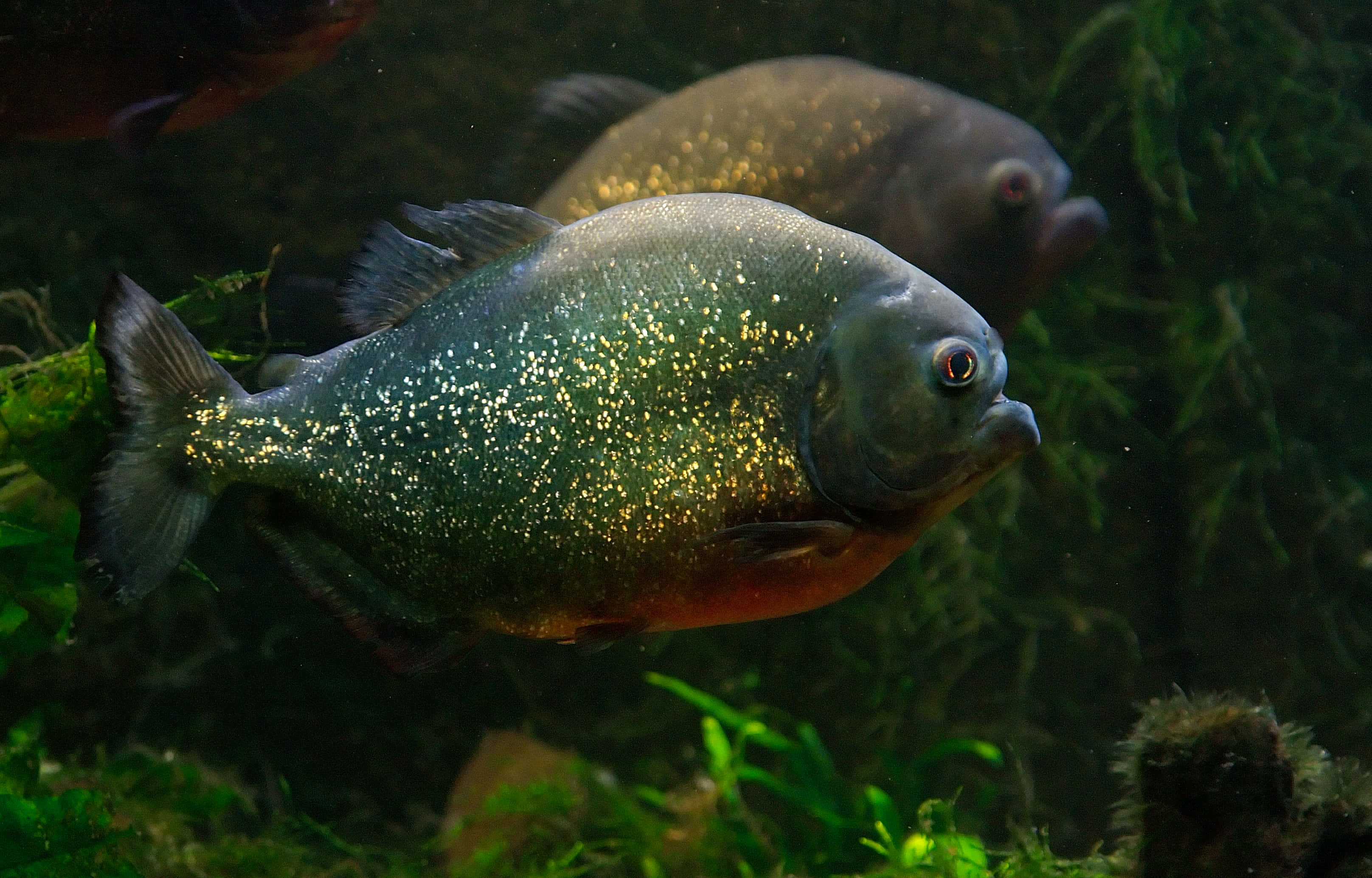 piranha, golden scales, lush green aquatic plants, 2K Desktop Wallpaper