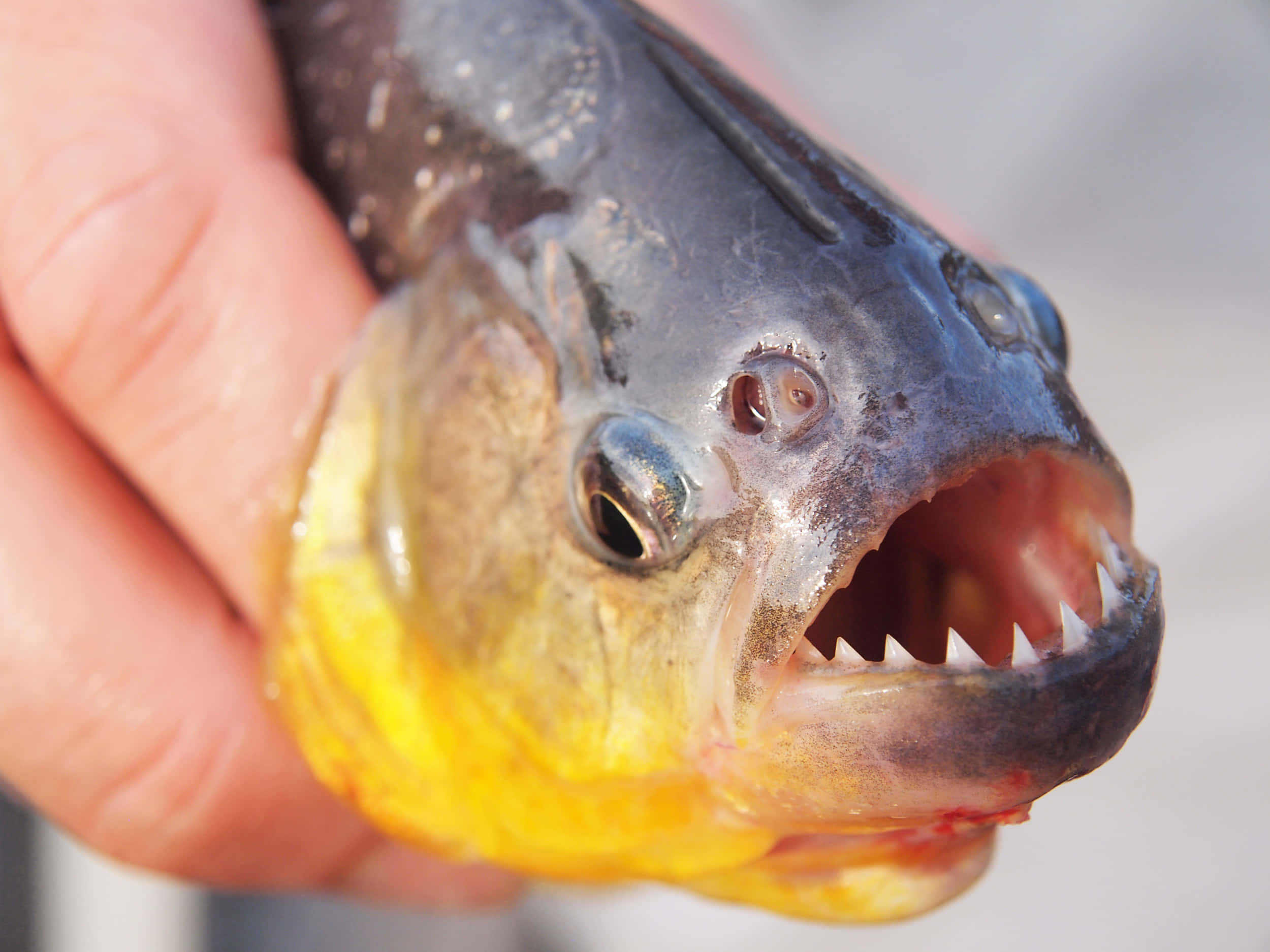 piranha, sharp teeth, yellow underbelly, Full HD Desktop Wallpaper