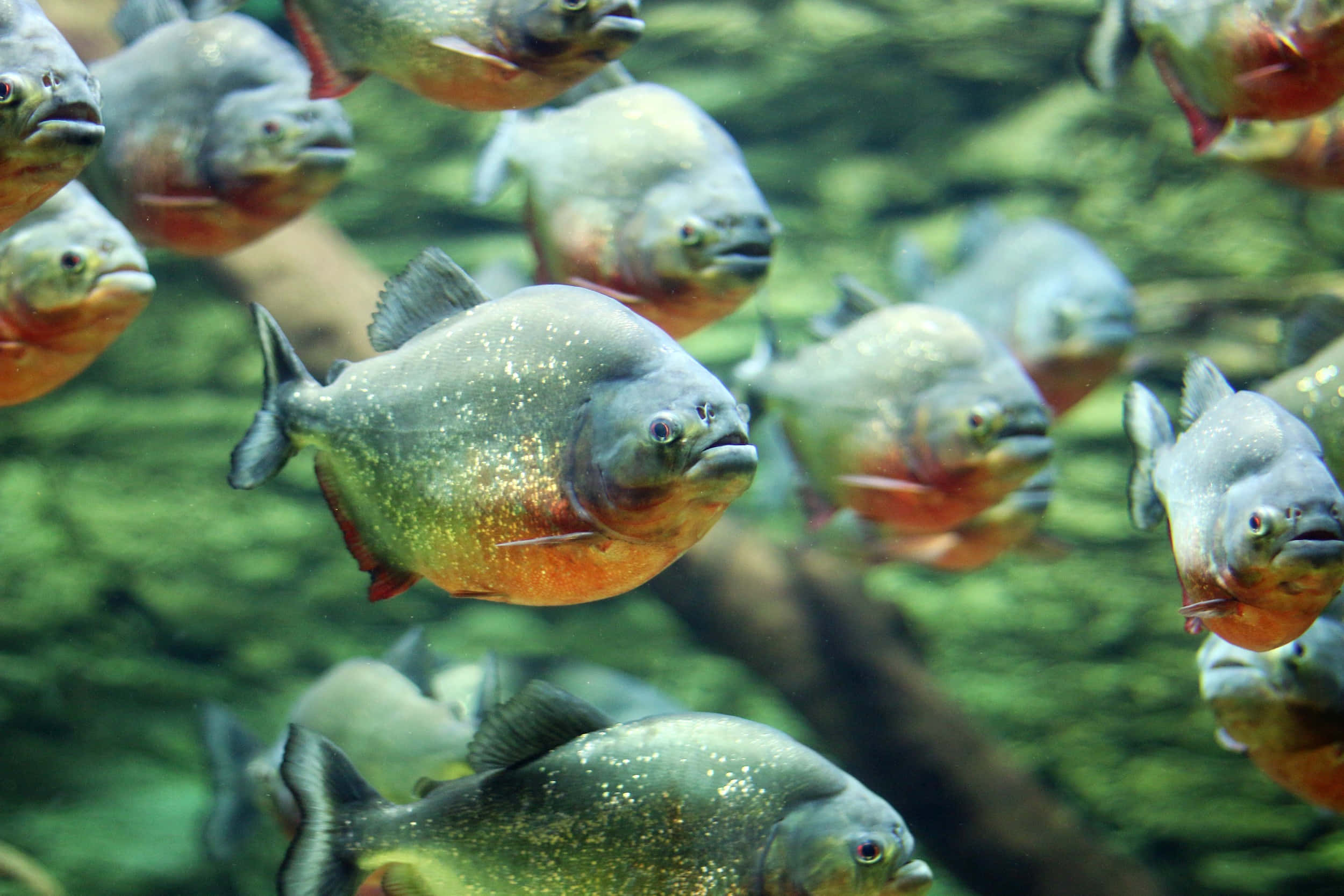 school of piranhas, clear water, greenish algae, Full HD Desktop Wallpaper