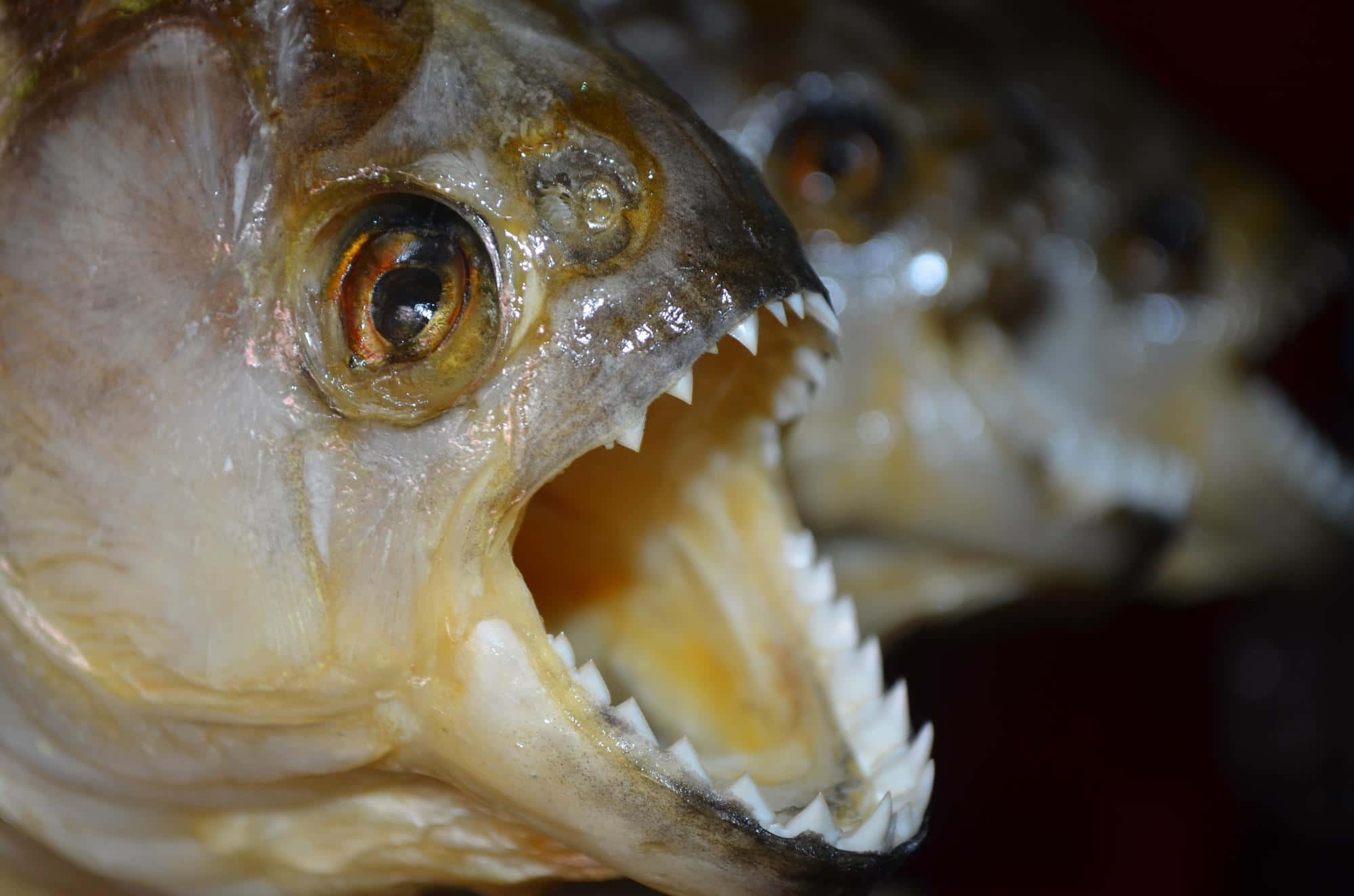 piranha, teeth, head, Full HD Desktop Wallpaper