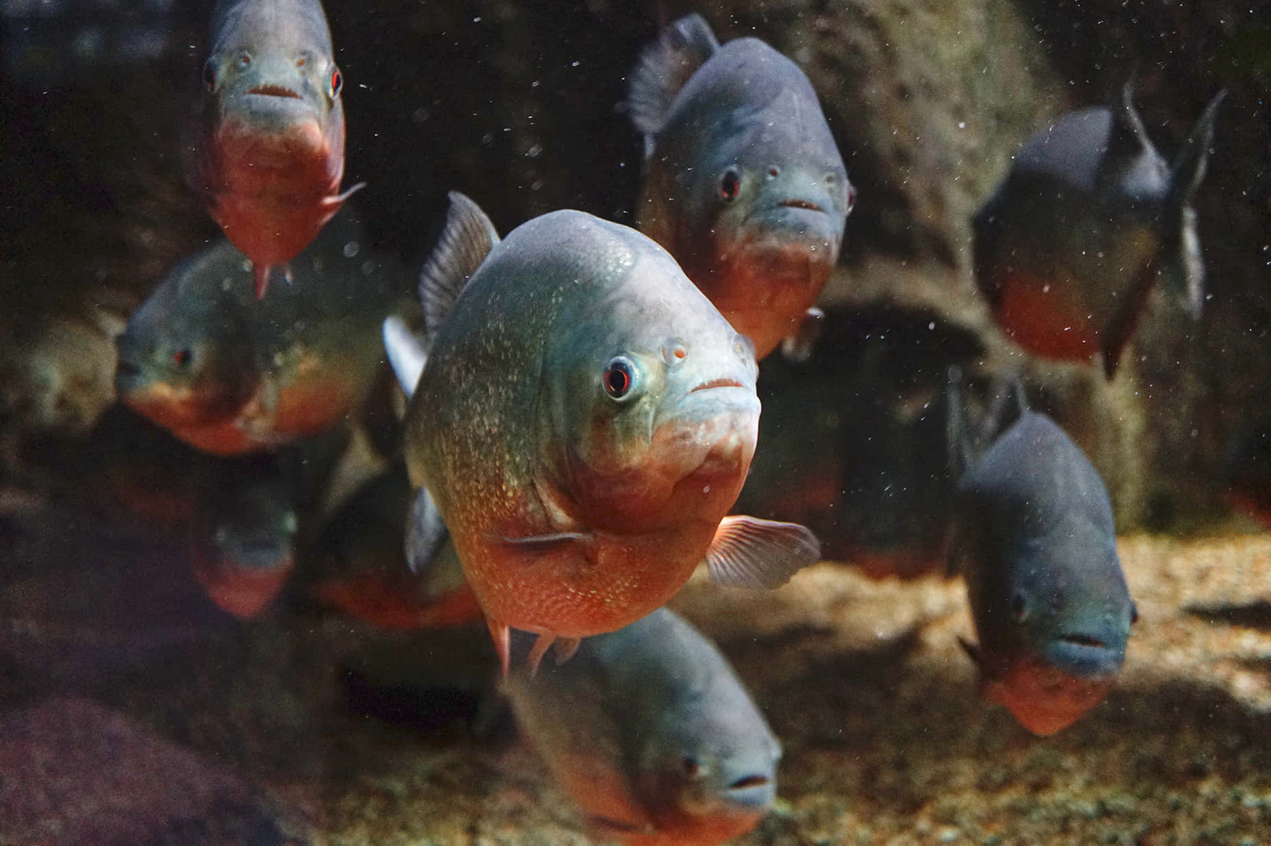 school of piranhas, murky water, sandy bottom, HD Desktop Wallpaper