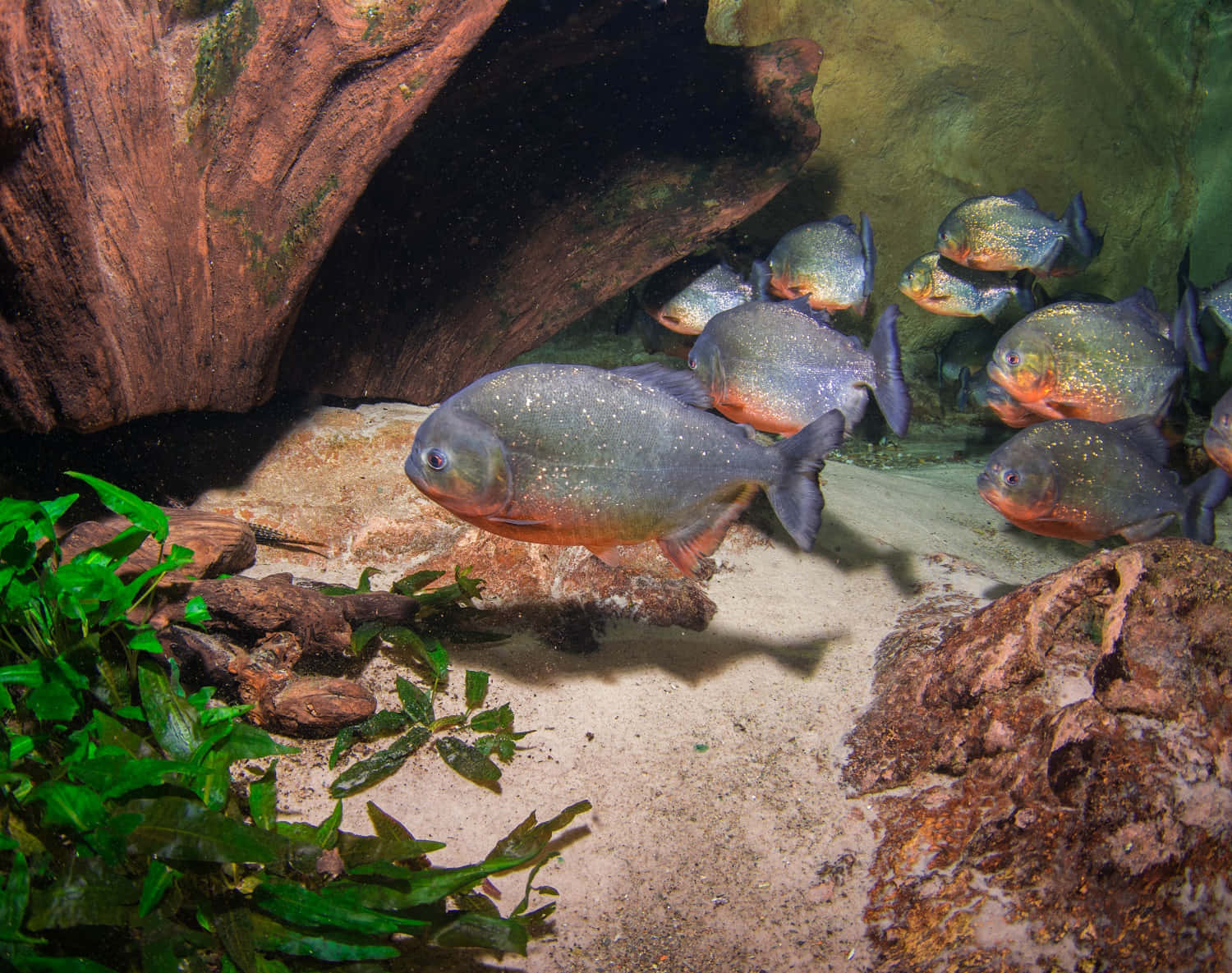 school of piranhas, silver piranhas, rocky terrain, HD Desktop Wallpaper