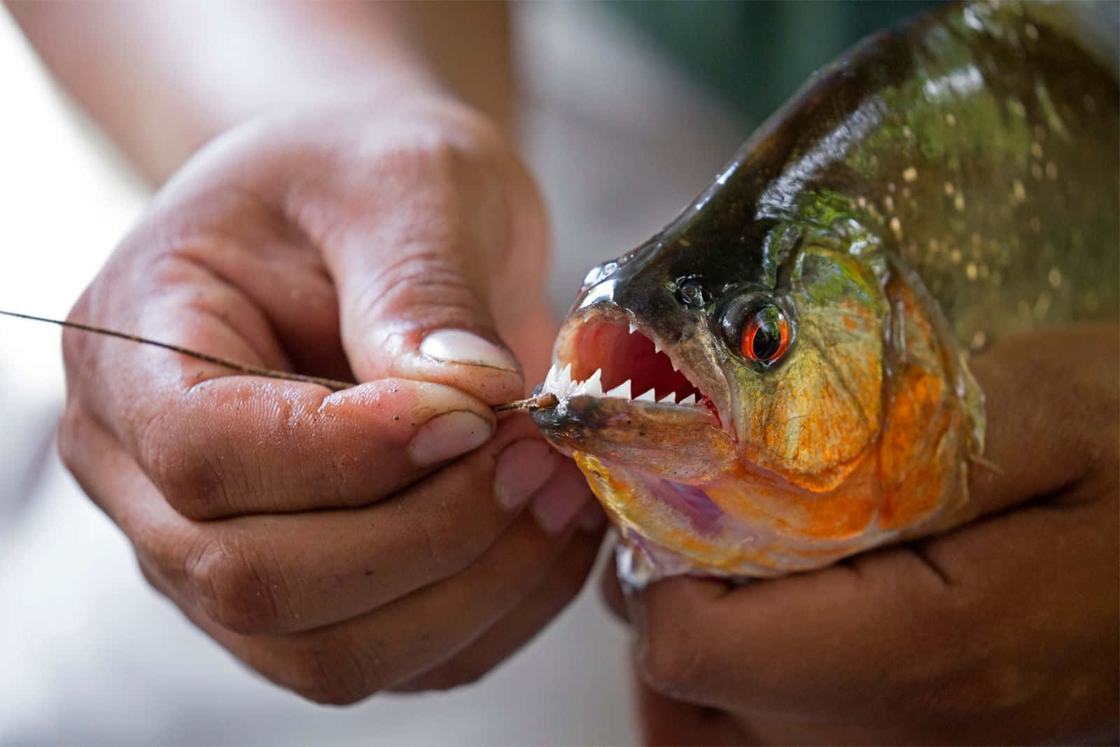 Piranha, sharp teeth, orange-red gills, HD Desktop Wallpaper