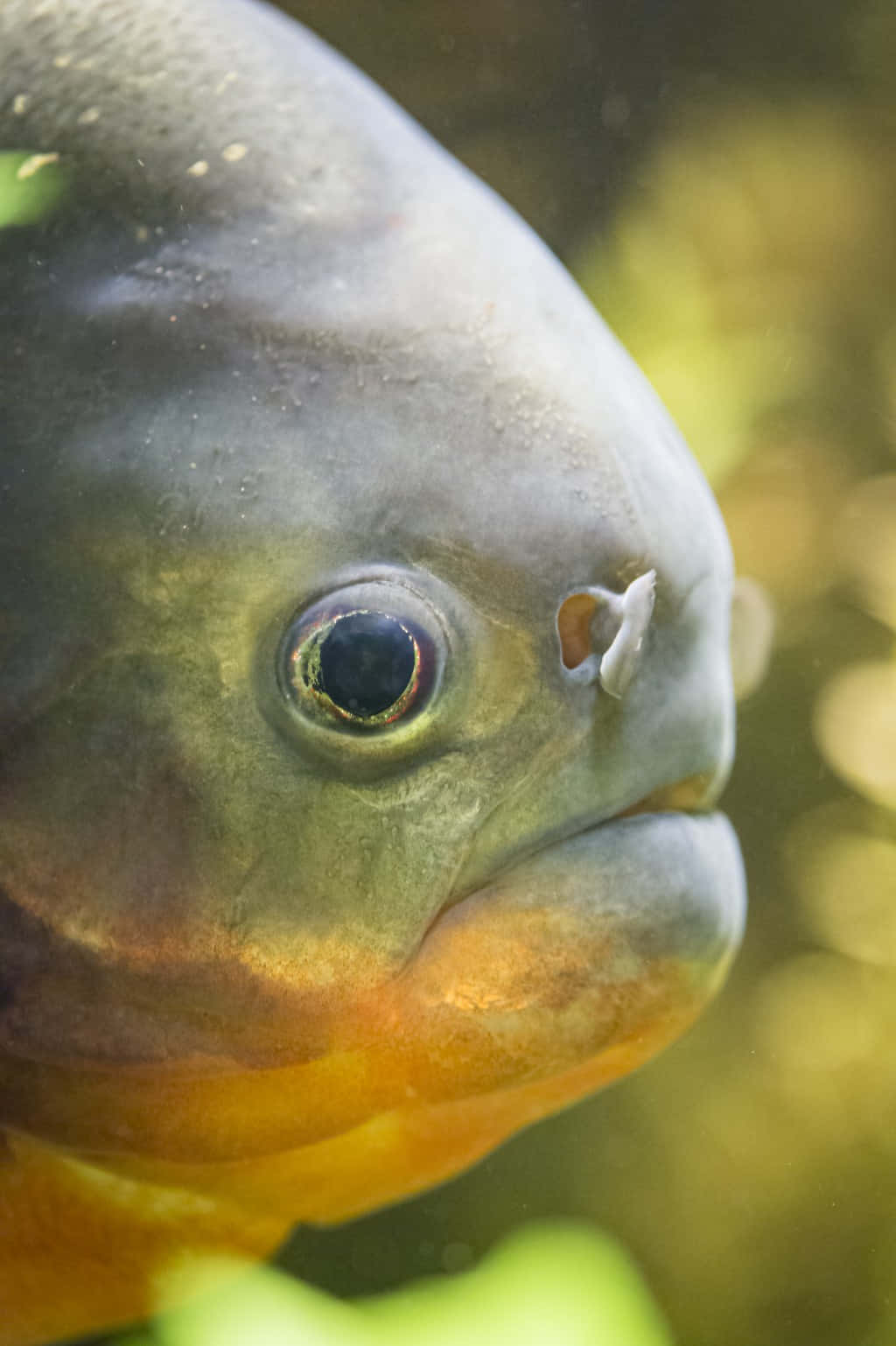 piranha, intense eye, armored head, HD Phone Wallpaper