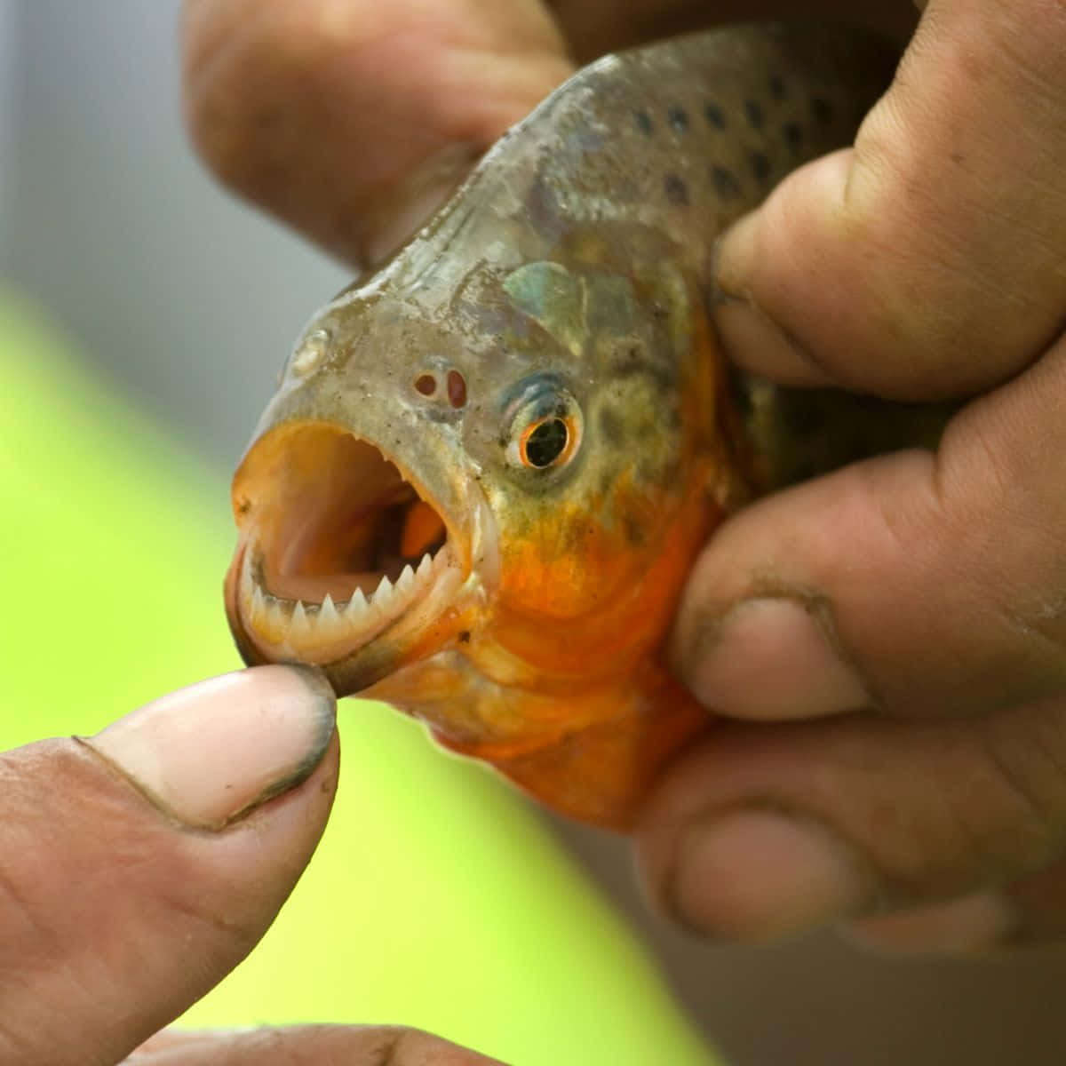 piranha, sharp teeth, orange belly, SD Desktop Wallpaper