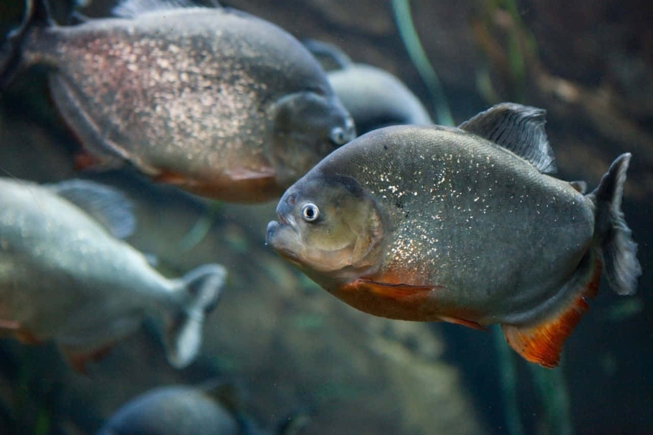 Piranha, school, murky water, HD Desktop Wallpaper