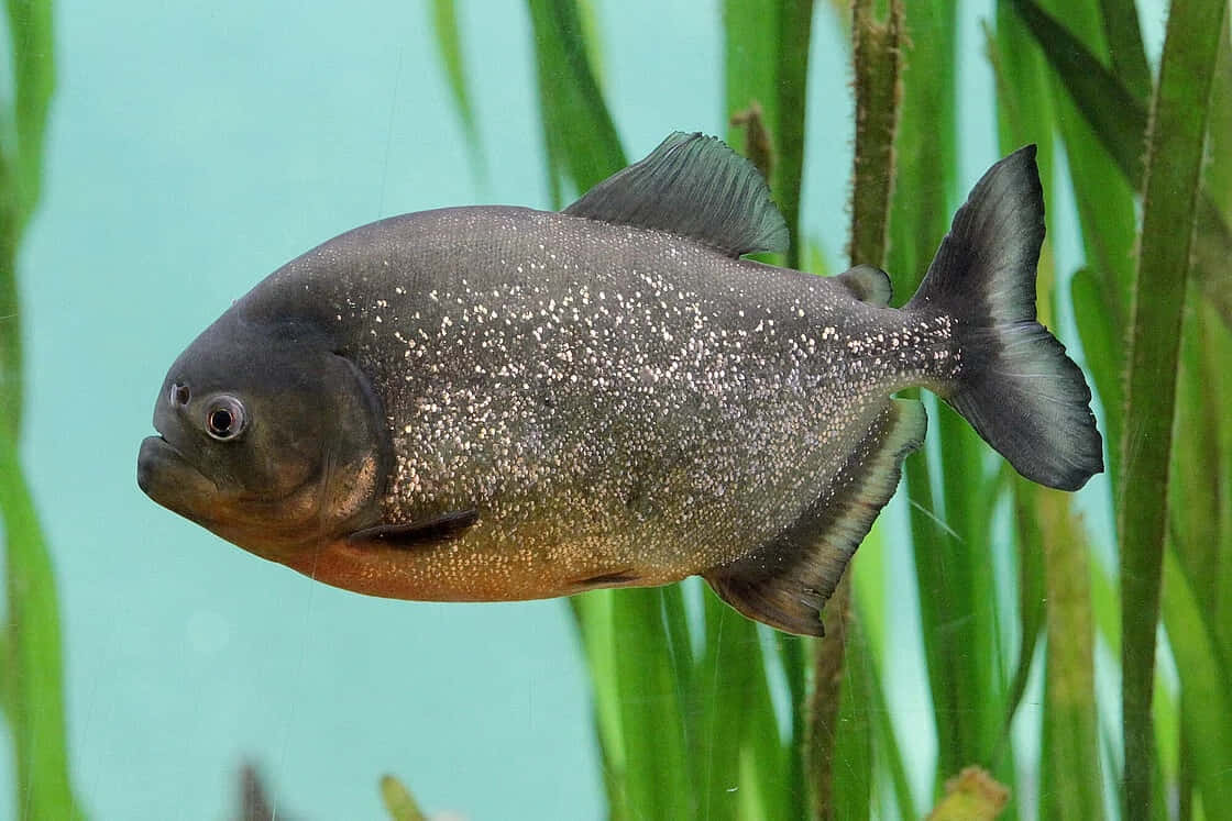 Piranha, black, silver speckles, SD Desktop Wallpaper