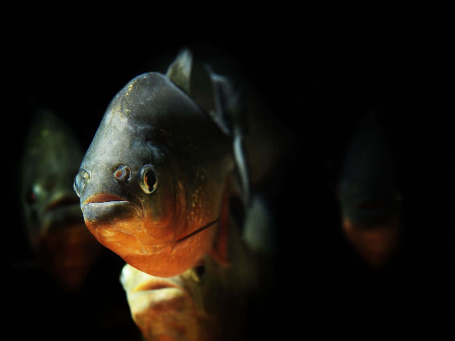 Piranha, glowing orange underbelly, sharp teeth, HD Desktop Wallpaper