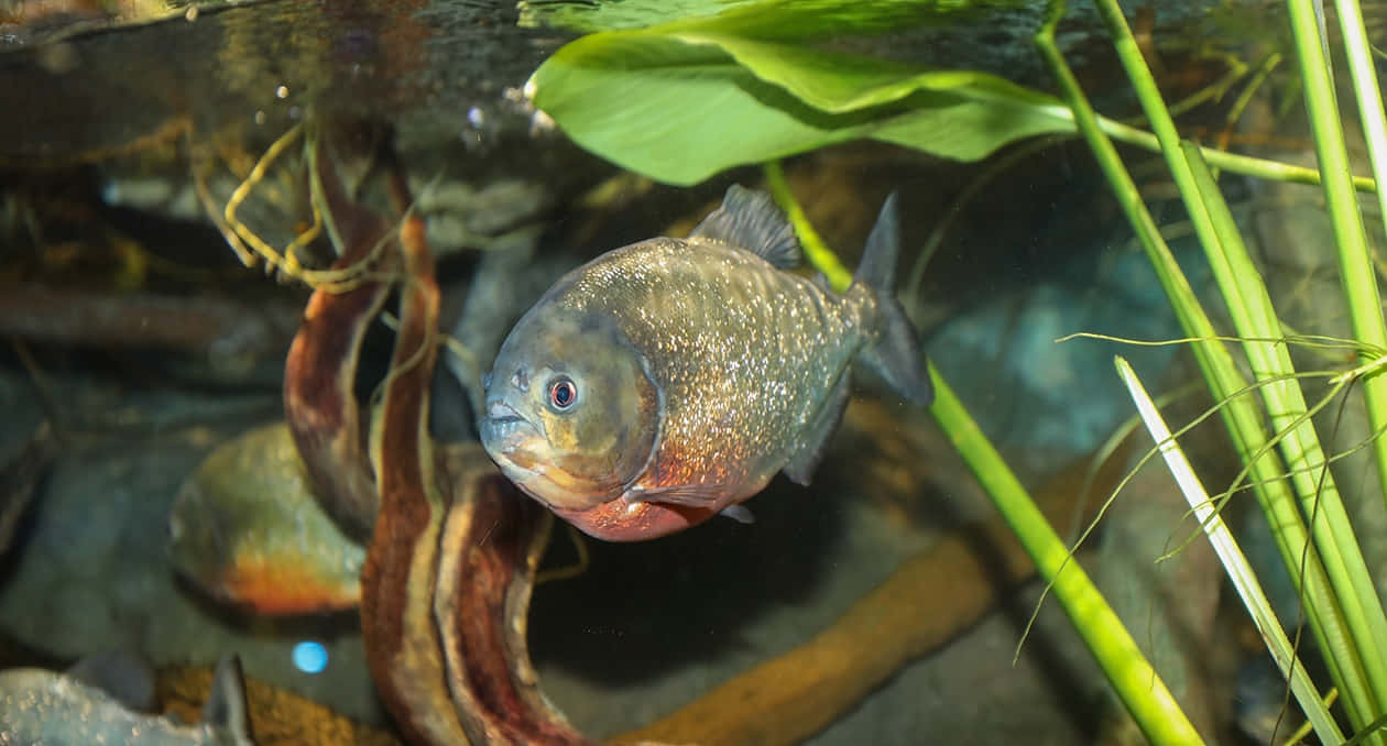 piranha, aquatic plants, rocks, SD Desktop Wallpaper