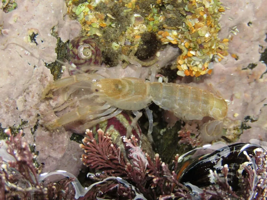 Pistol Shrimp