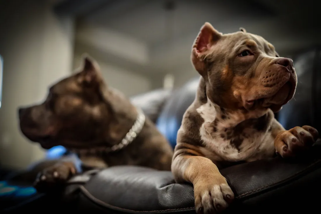 Pitbull Wallpapers