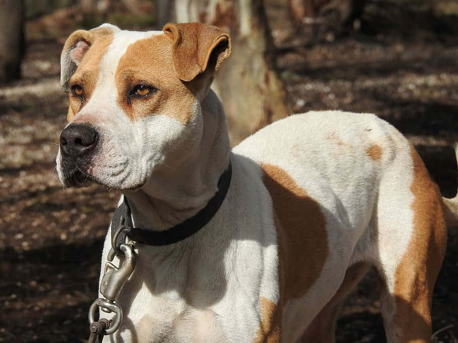 poised pitbull dog, white and tan pit bull, alert eyes, SD Desktop Wallpaper