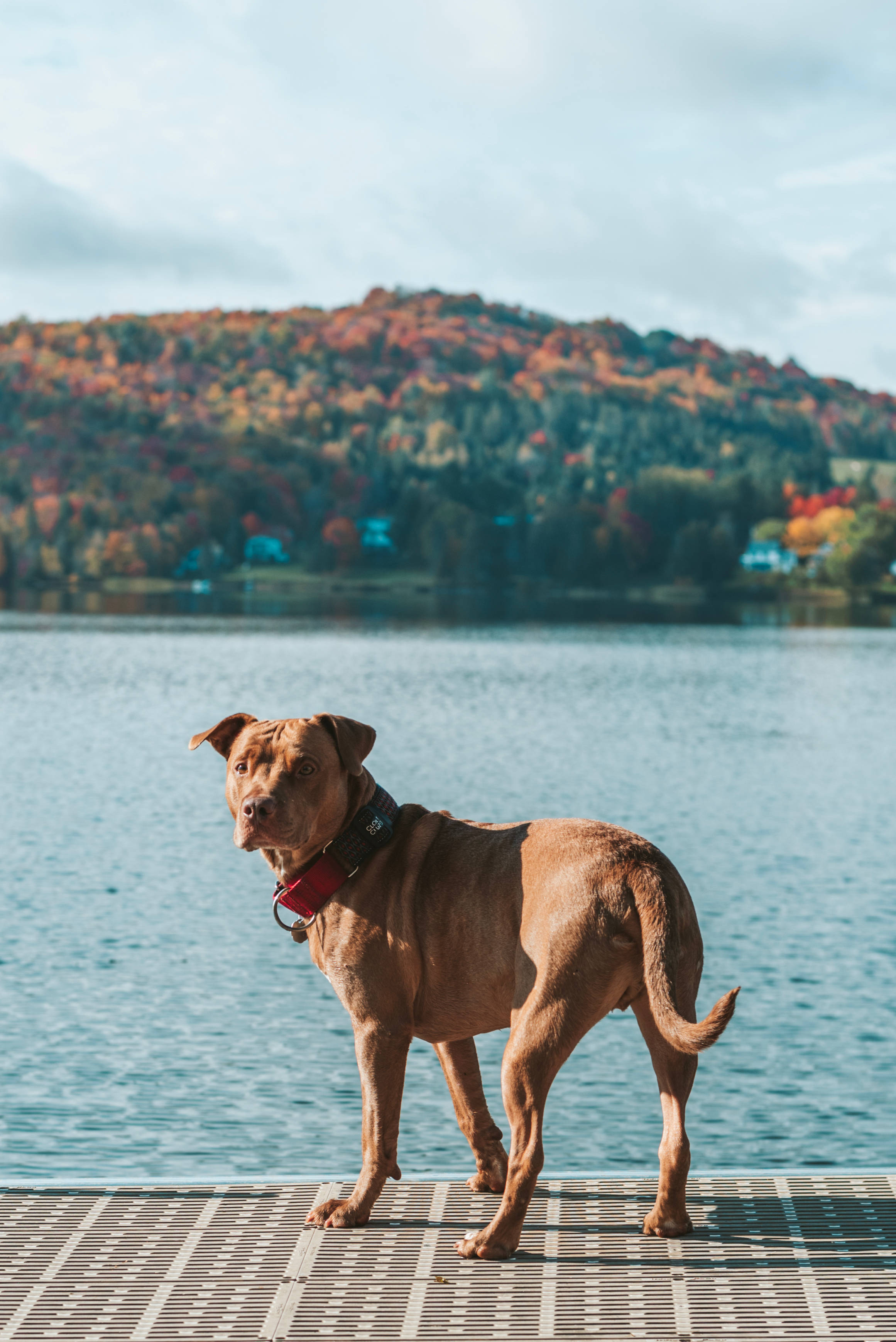 brown pitbull, lakeside, wooden dock, 2K Phone Wallpaper