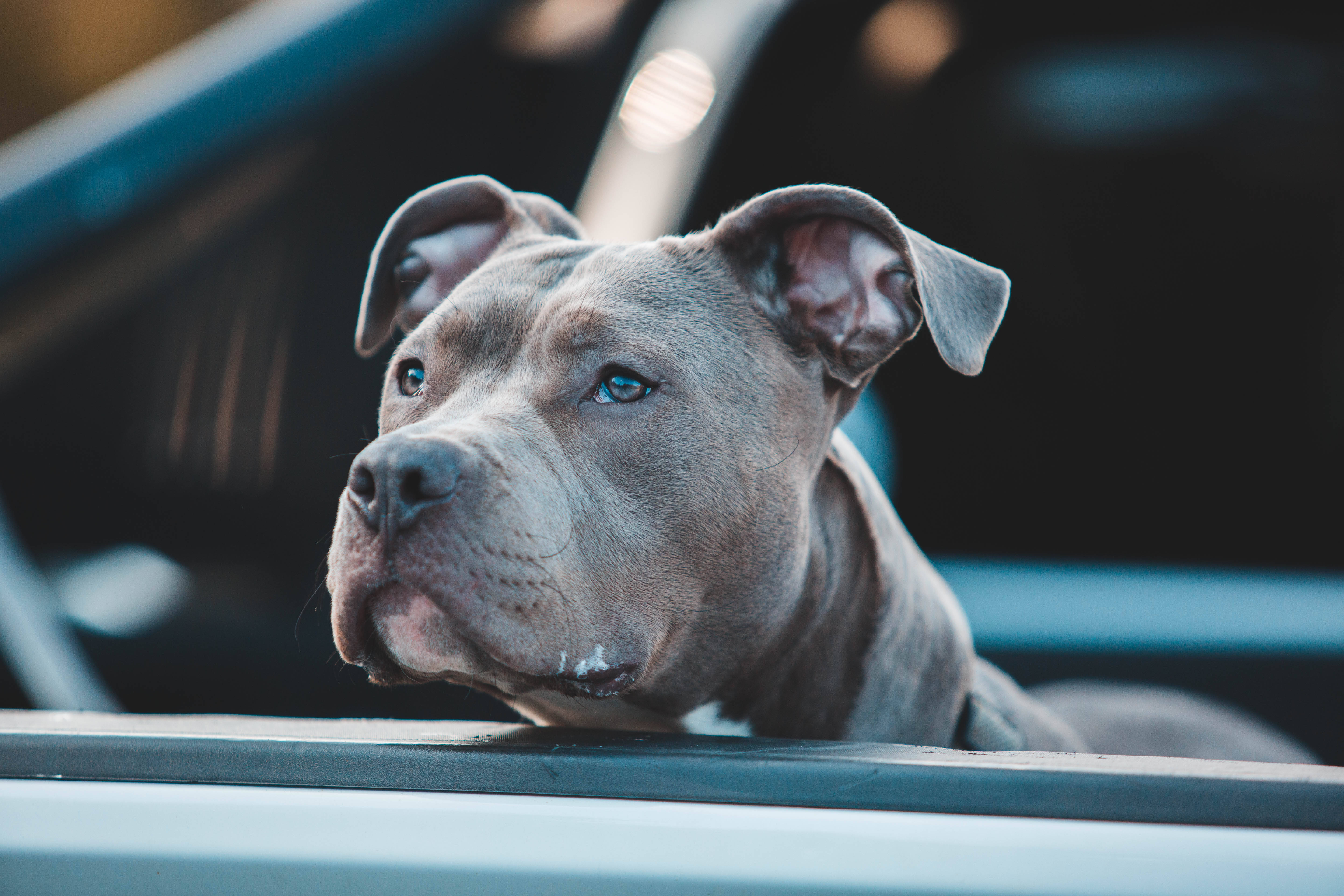 gray American Pitbull Terrier mix, blue eyes, car window, 5K Desktop Wallpaper