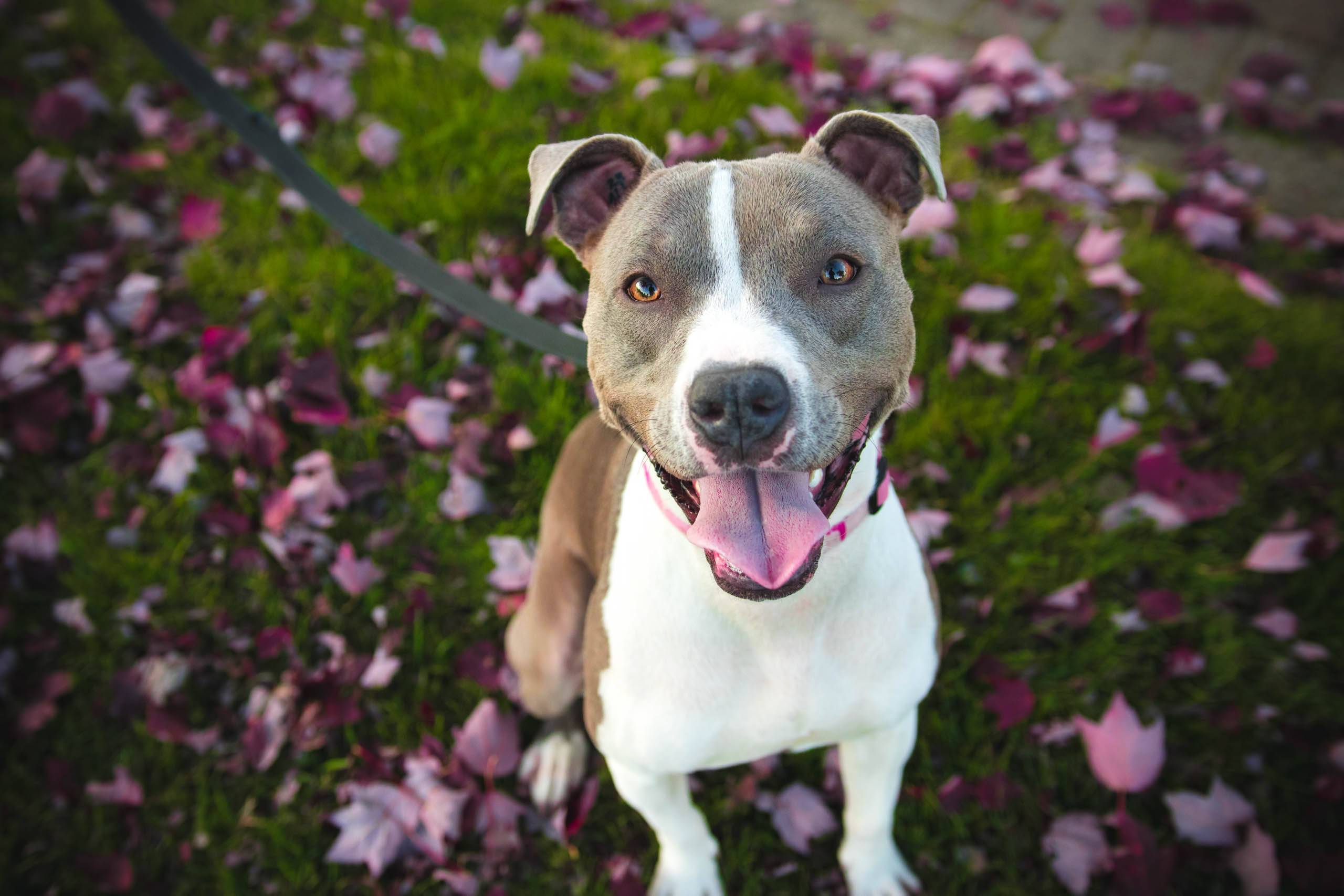 tan and white pitbull, white chest, brown patches, 2K Desktop Wallpaper
