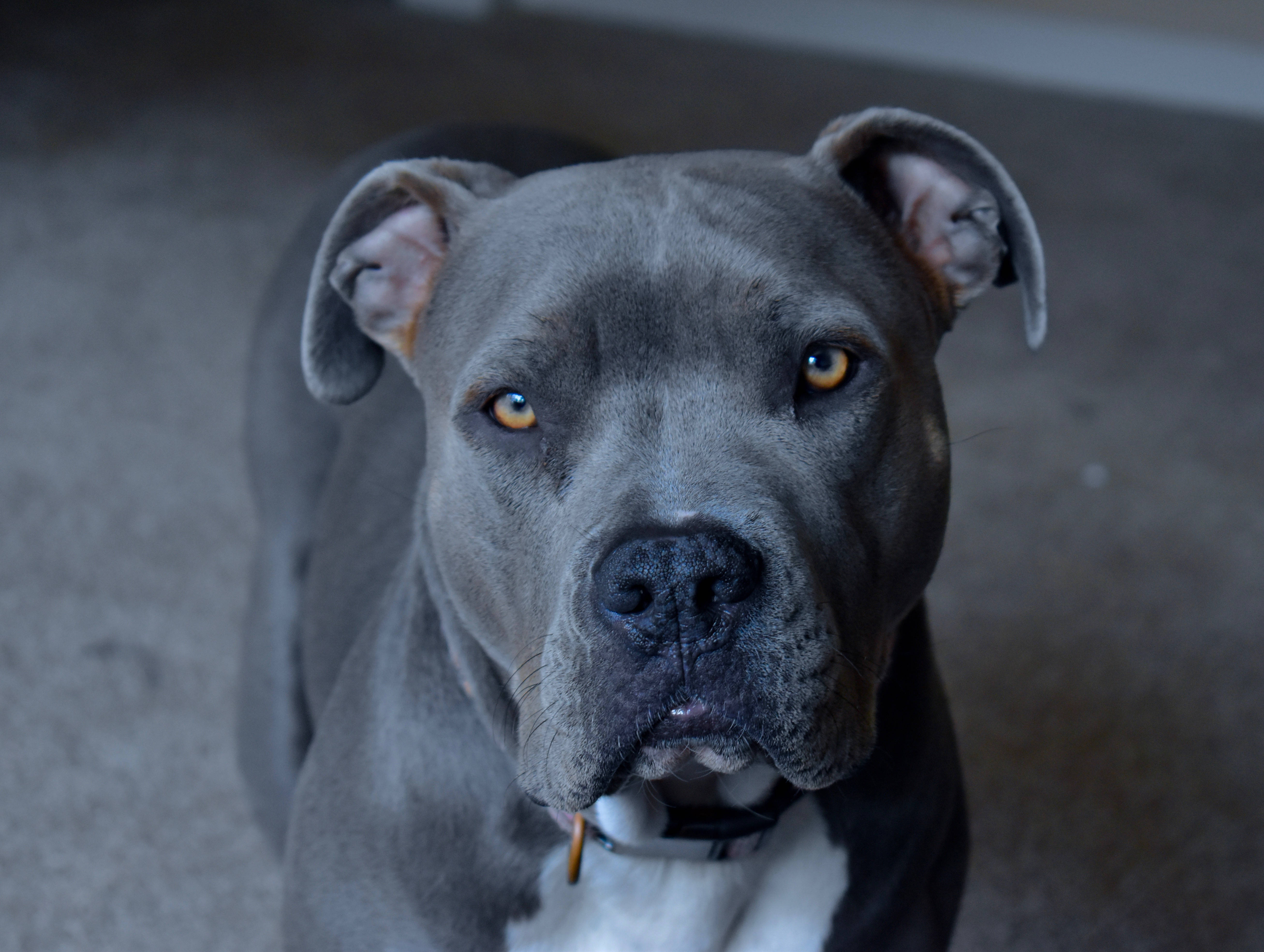 pitbull, gray fur, amber eyes, 5K Desktop Wallpaper