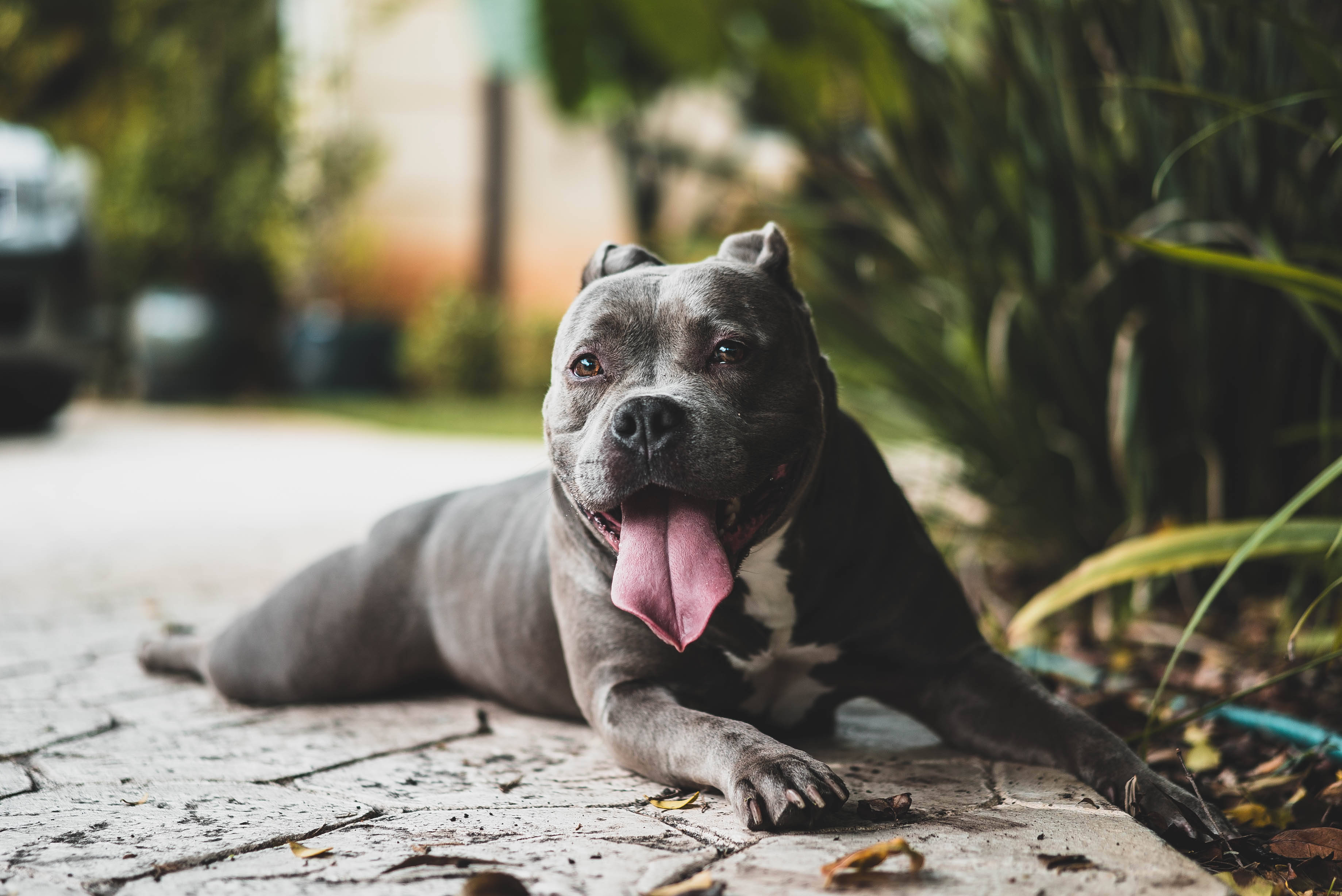 gray pit bull, pink tongue, stone patio, 2K Desktop Wallpaper
