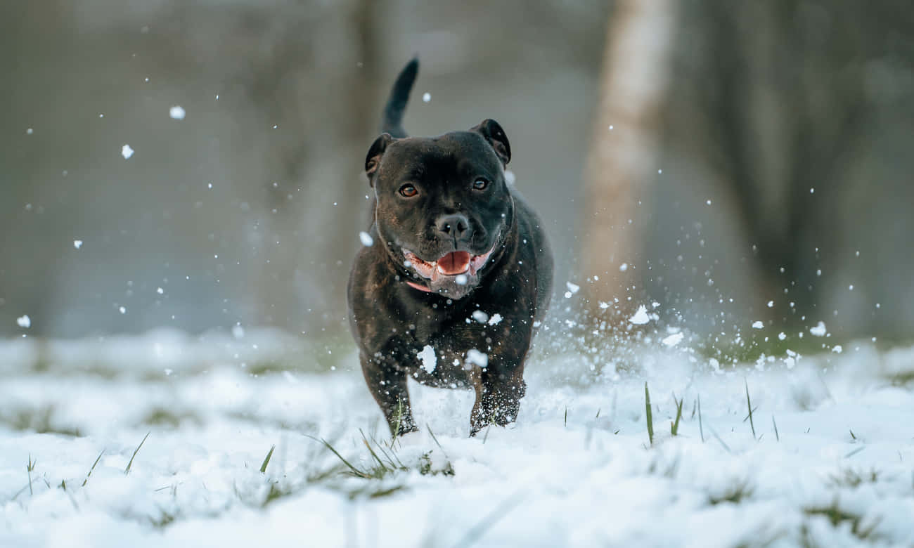 black pitbull, snow, falling snow, HD Desktop Wallpaper