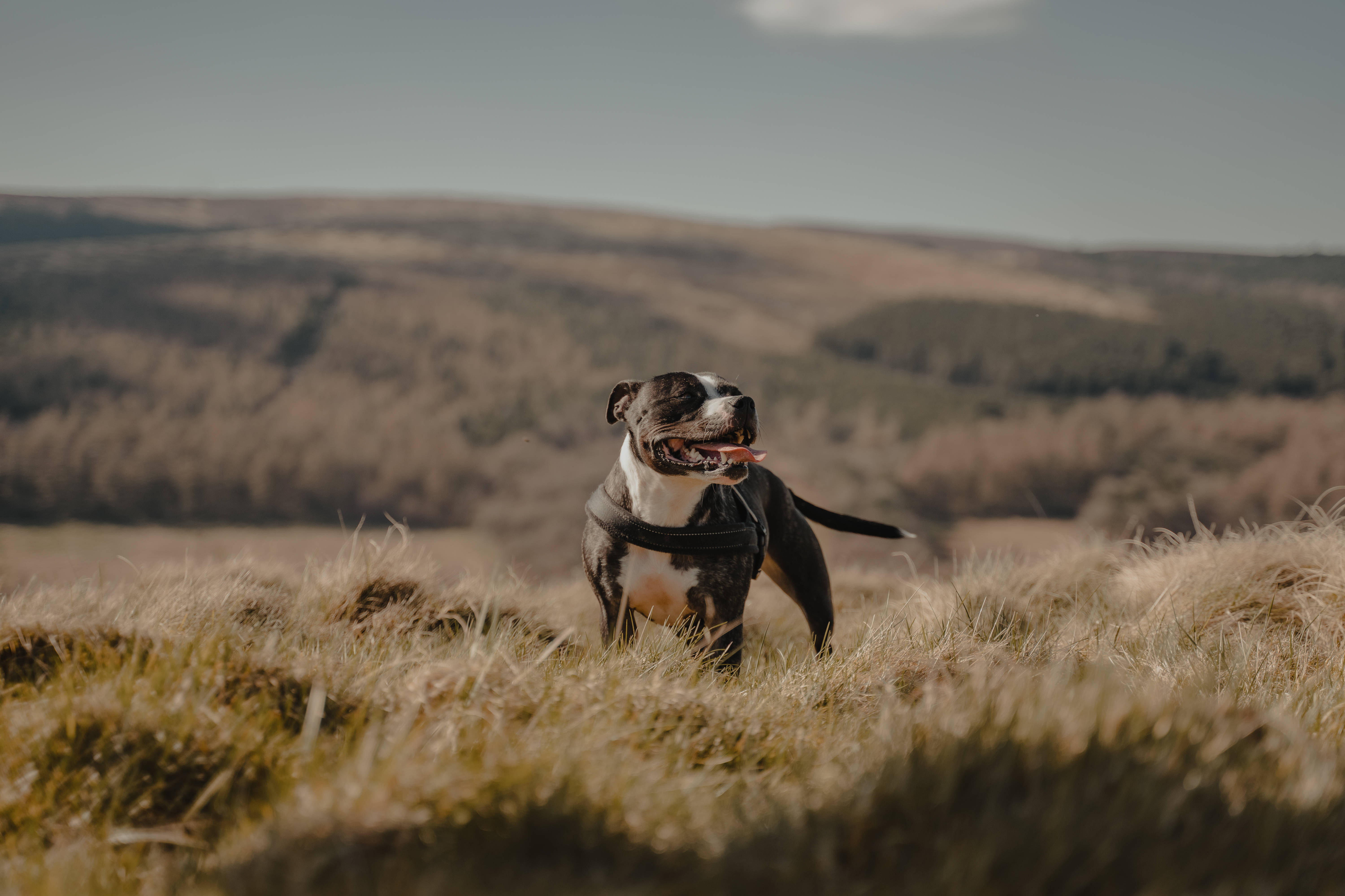 Pitbull, black and white, tall golden grass, 5K Desktop Wallpaper