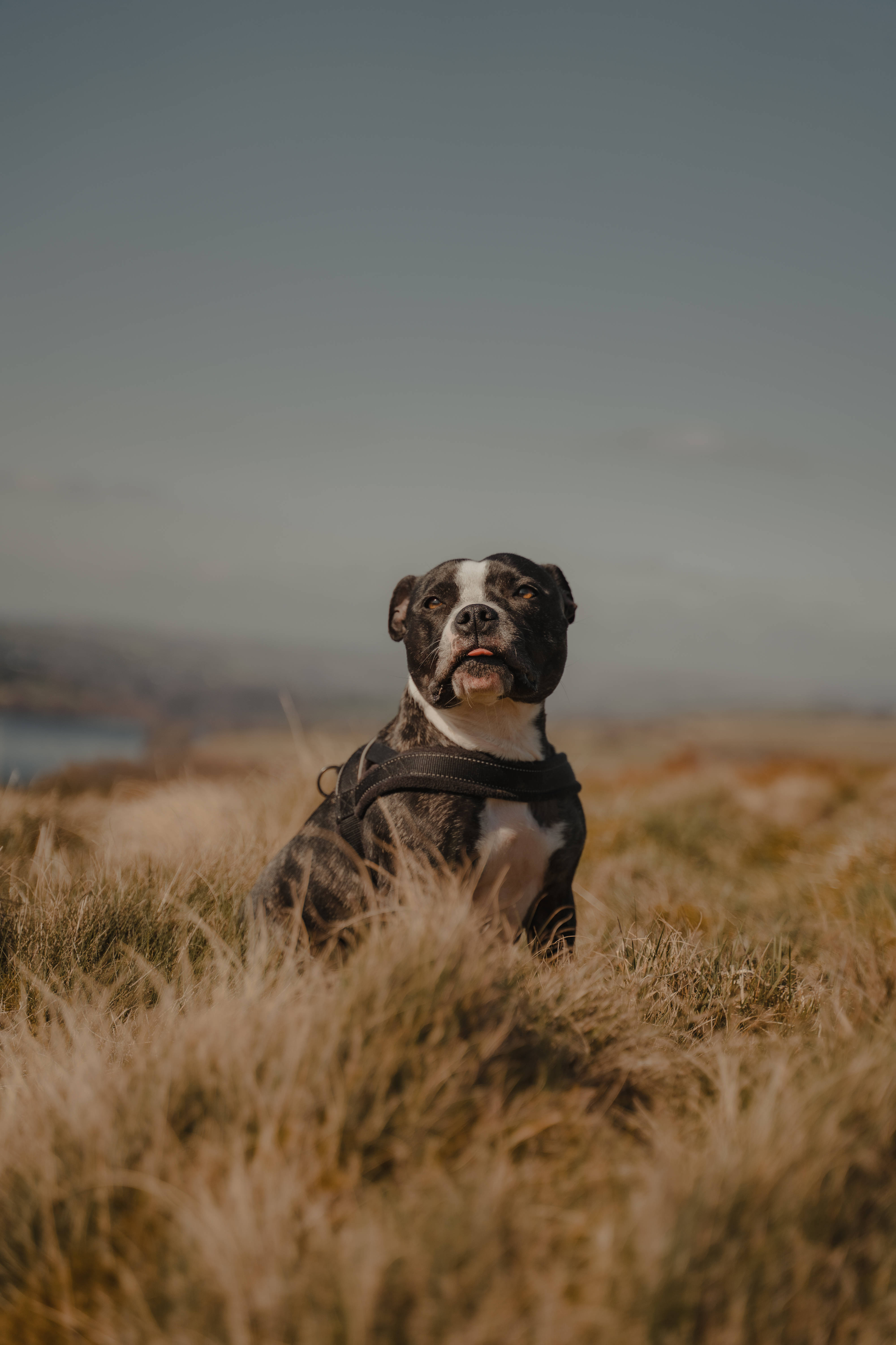 Pitbull, black and white, tall golden grass, 5K Phone Wallpaper