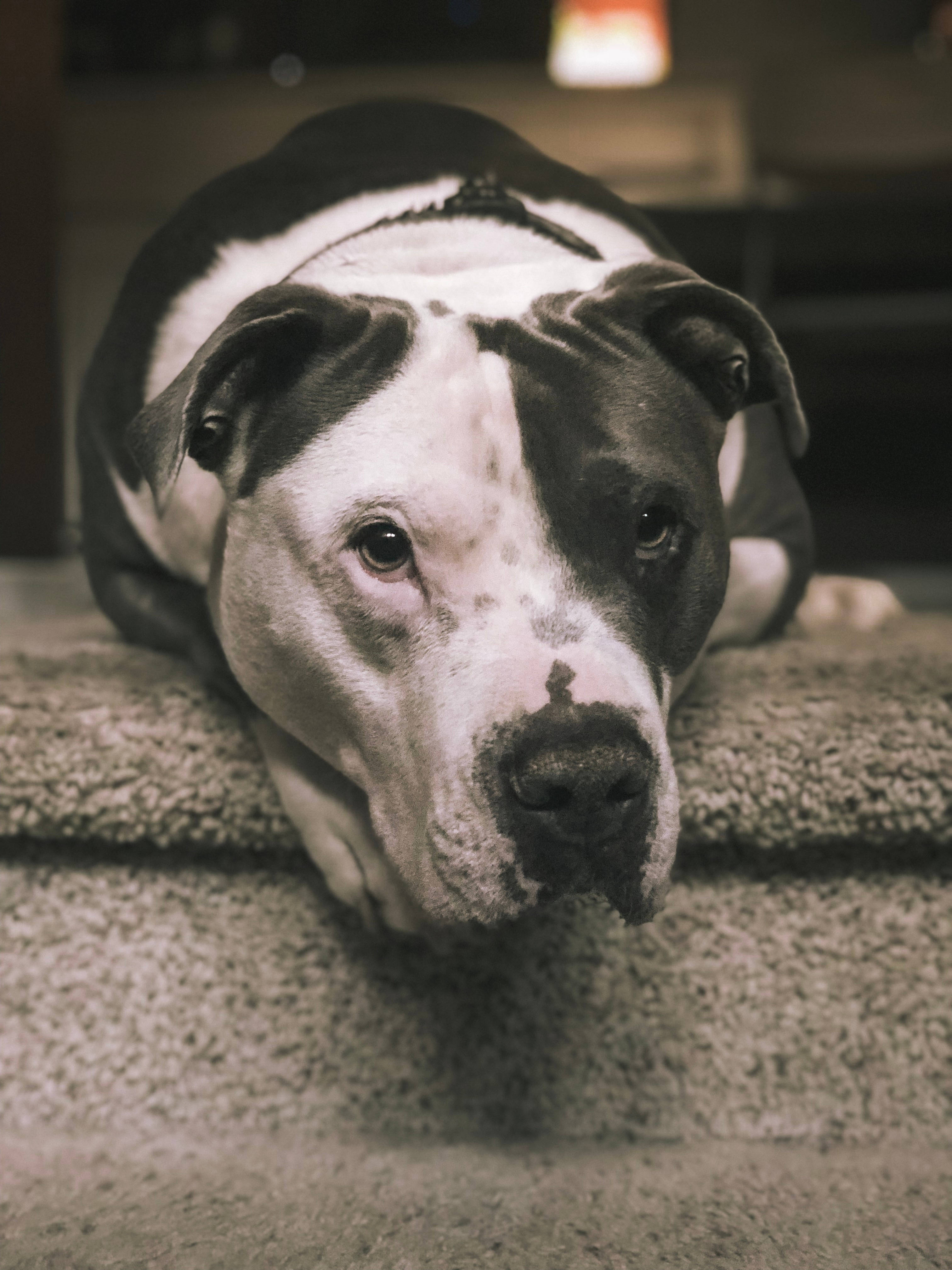 pitbull, black and white, textured carpet stairs, 4K Phone Wallpaper