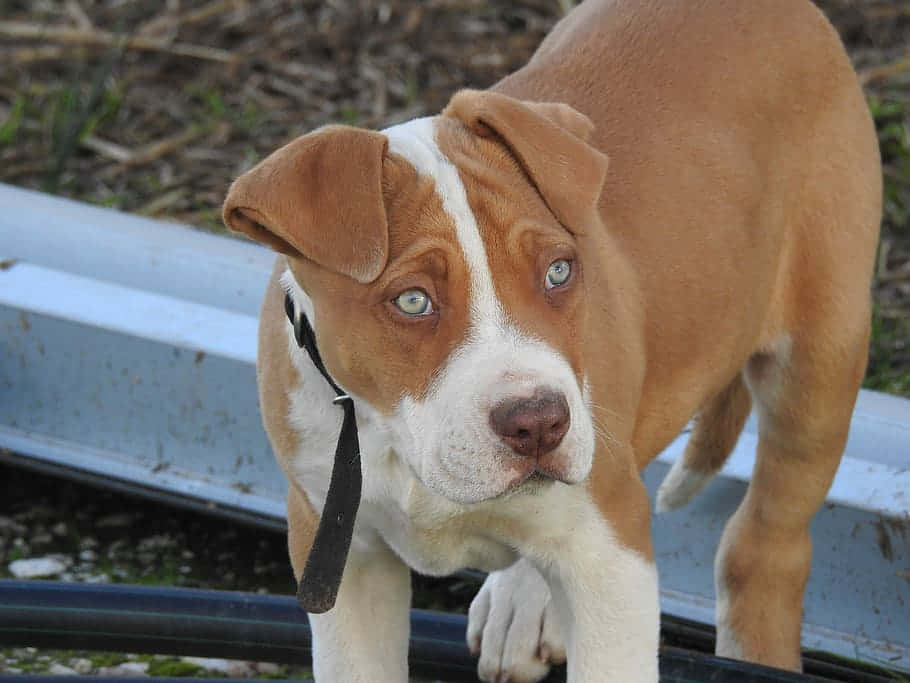 brown pitbull, blue eyes, metal surface, SD Desktop Wallpaper