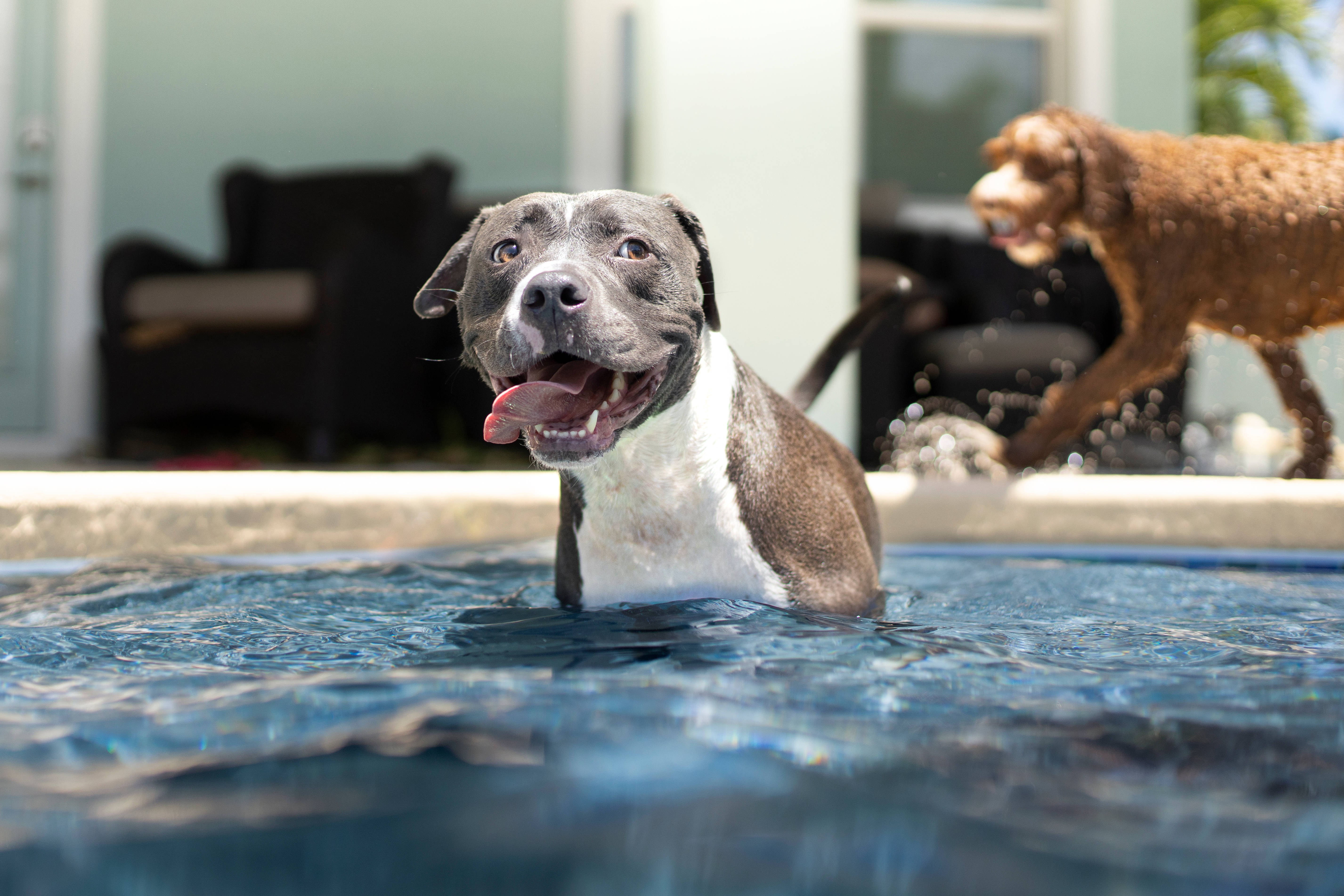 Pitbull Terrier Mix, gray and white pit bull dog, tongue out, 5K Desktop Wallpaper