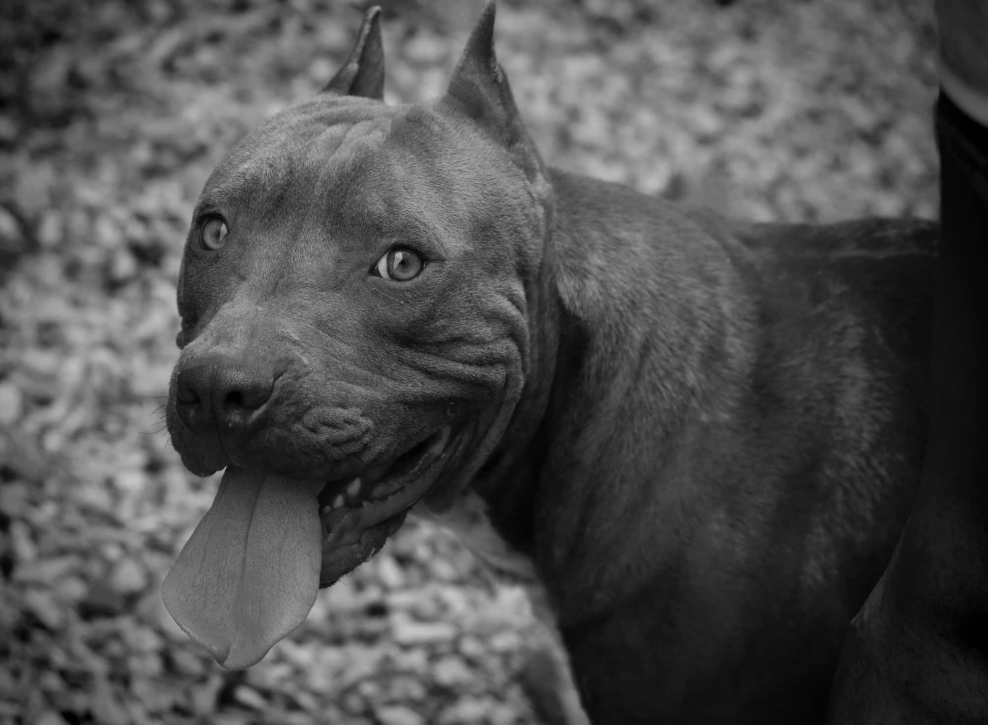black pitbull, muscular pit bull, tongue out, Full HD Desktop Wallpaper