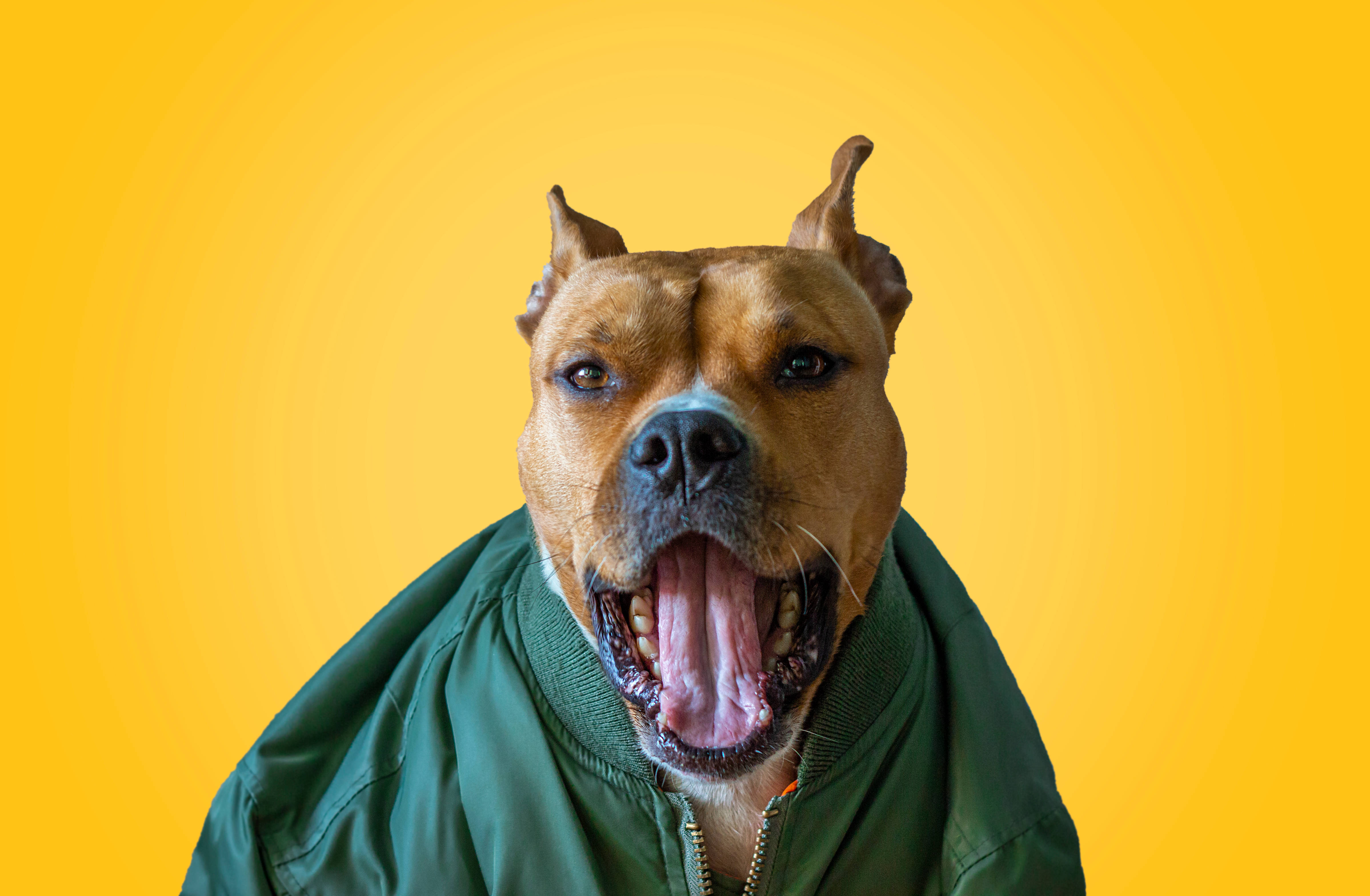 Pitbull, green bomber jacket, vibrant yellow background, 4K Desktop Wallpaper