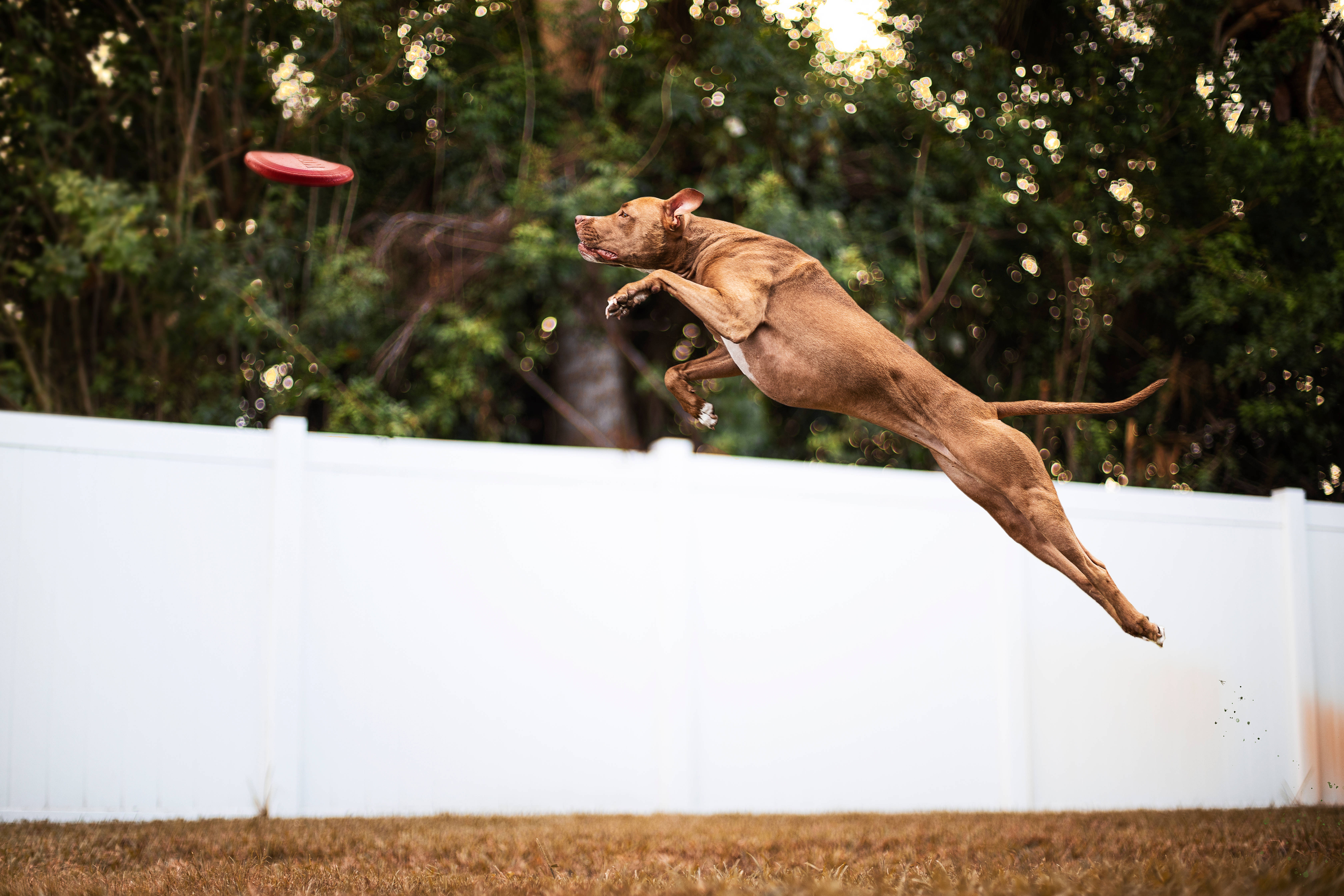 brown short coated pitbull, jumping, grassy yard, 5K Desktop Wallpaper