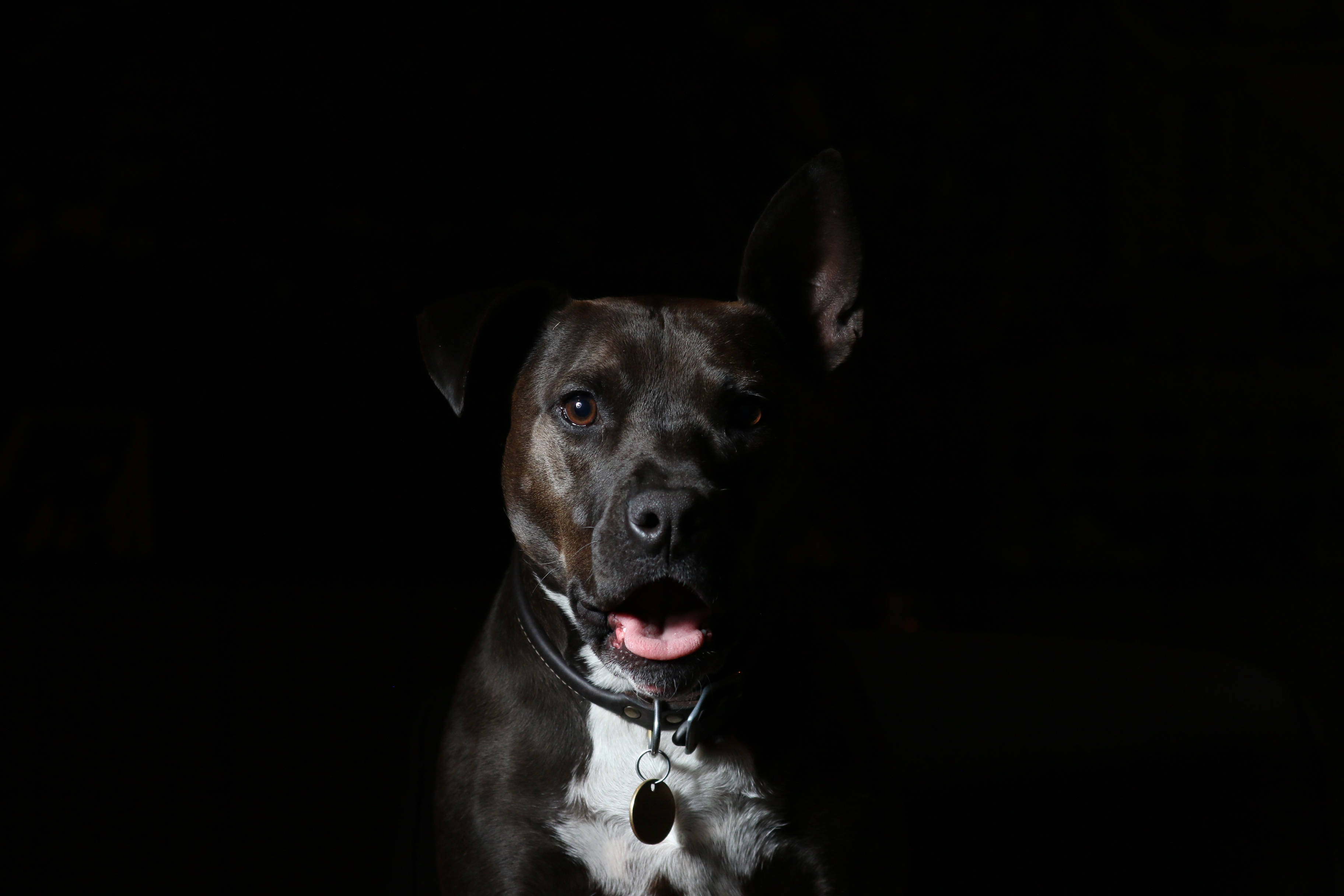 Pitbull, black, pink tongue, 2K Desktop Wallpaper