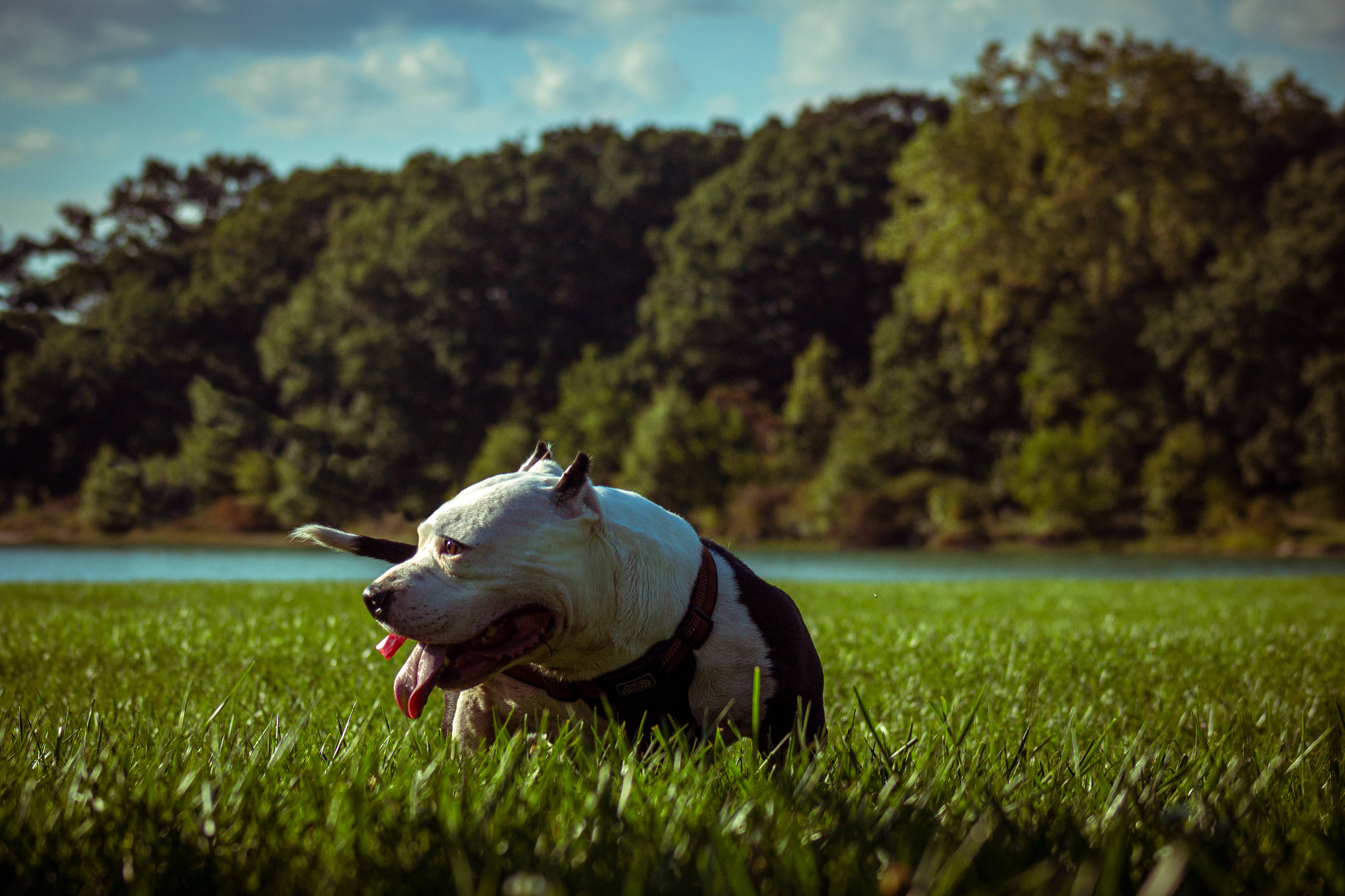 Adult Black And White Pitbull, white and black pit bull, vibrant green grass, 4K Desktop Wallpaper