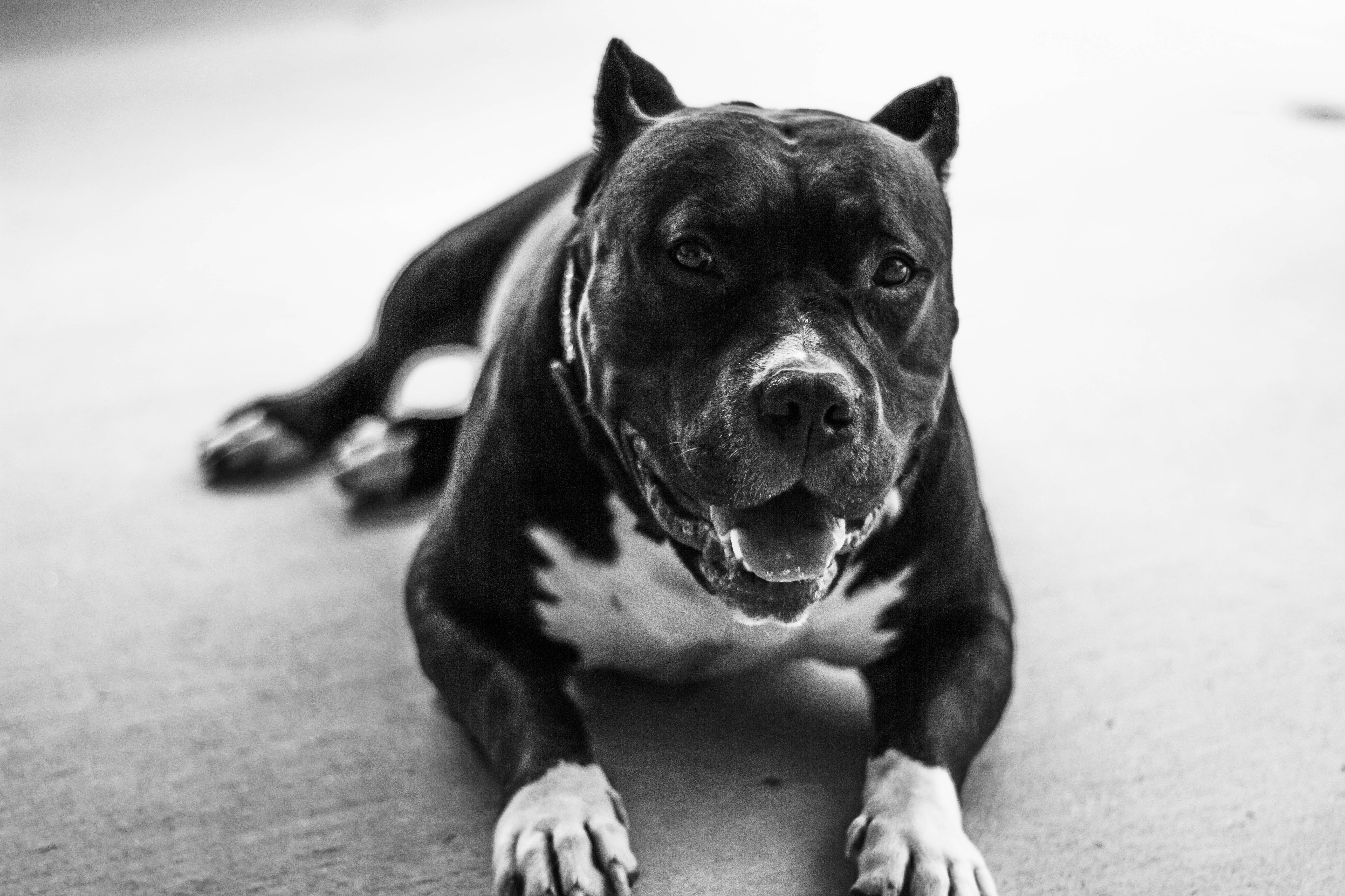 black pitbull, black and white pit bull, floor, 5K Desktop Wallpaper