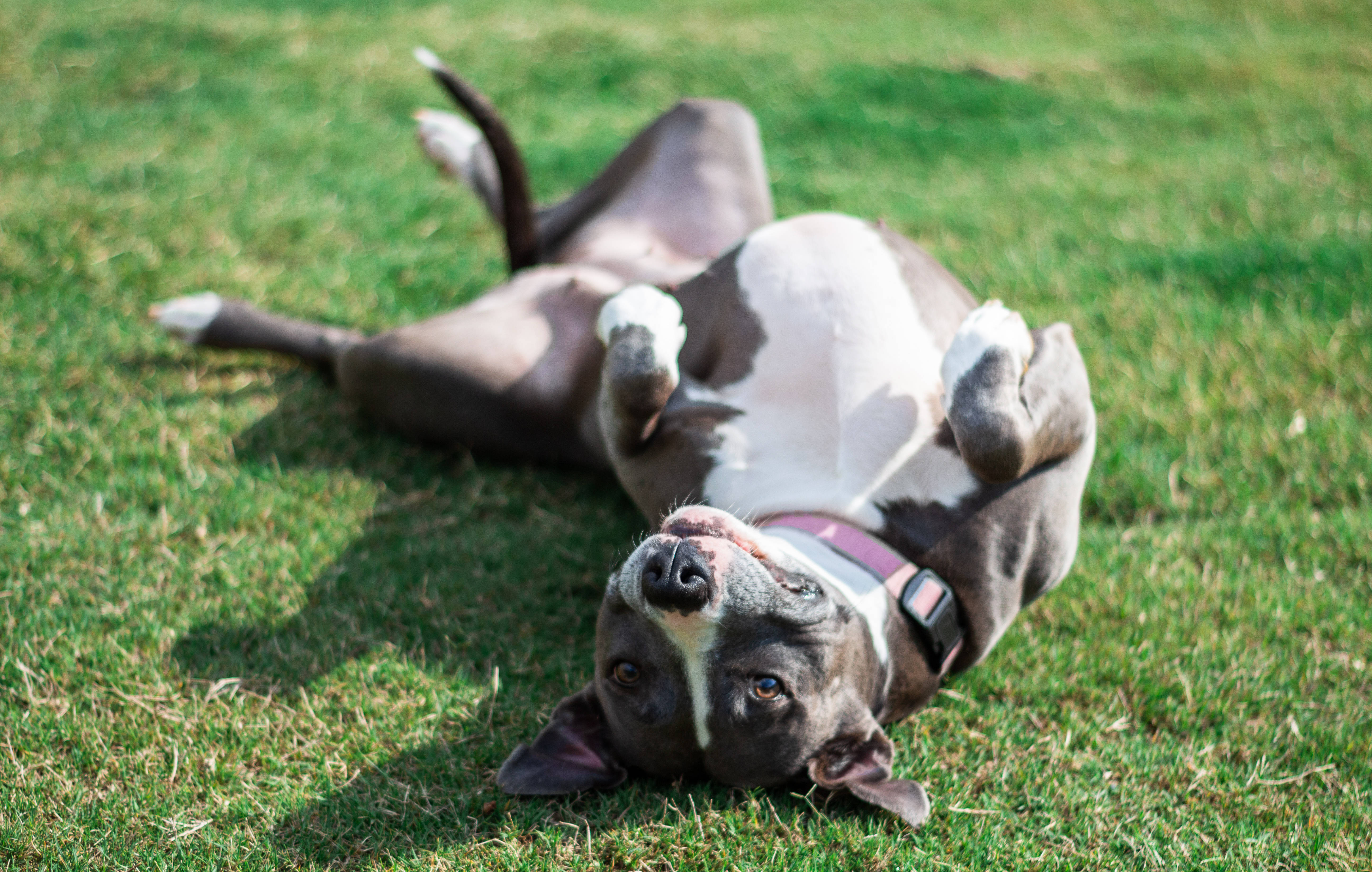 Pitbull, sunlit green grass, paws up, 5K Desktop Wallpaper