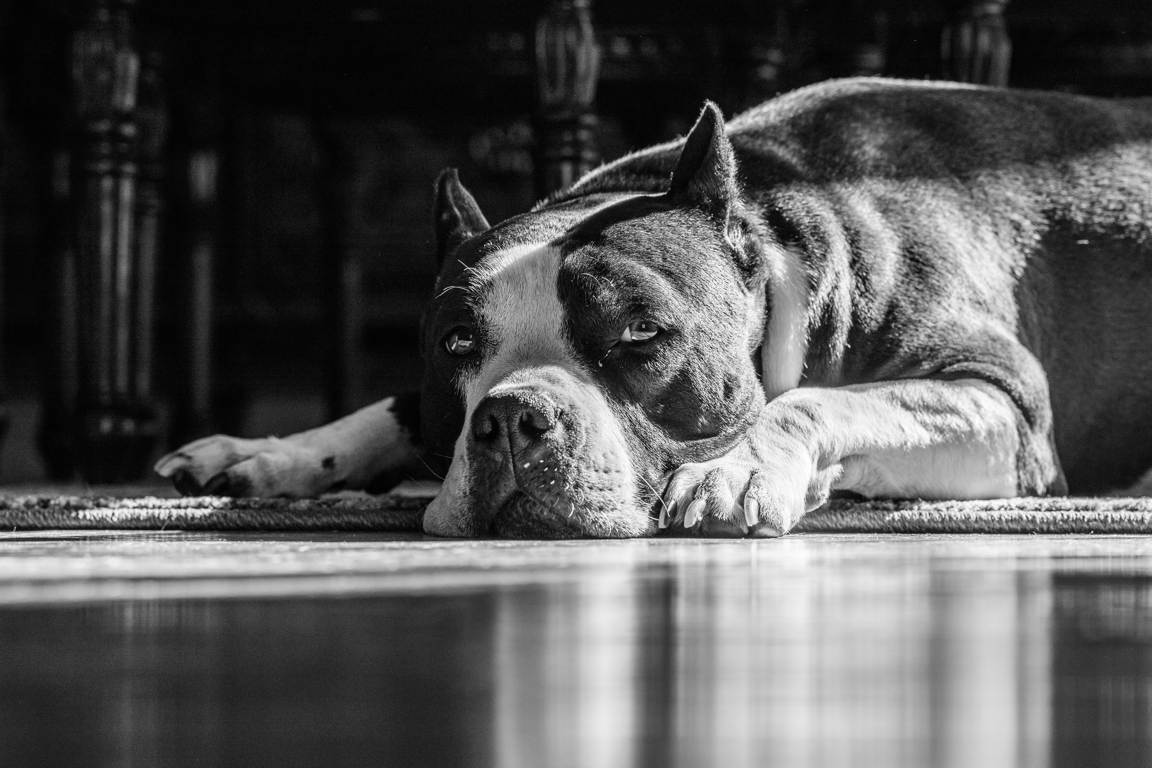 pitbull, black and white, rug, 4K Desktop Wallpaper