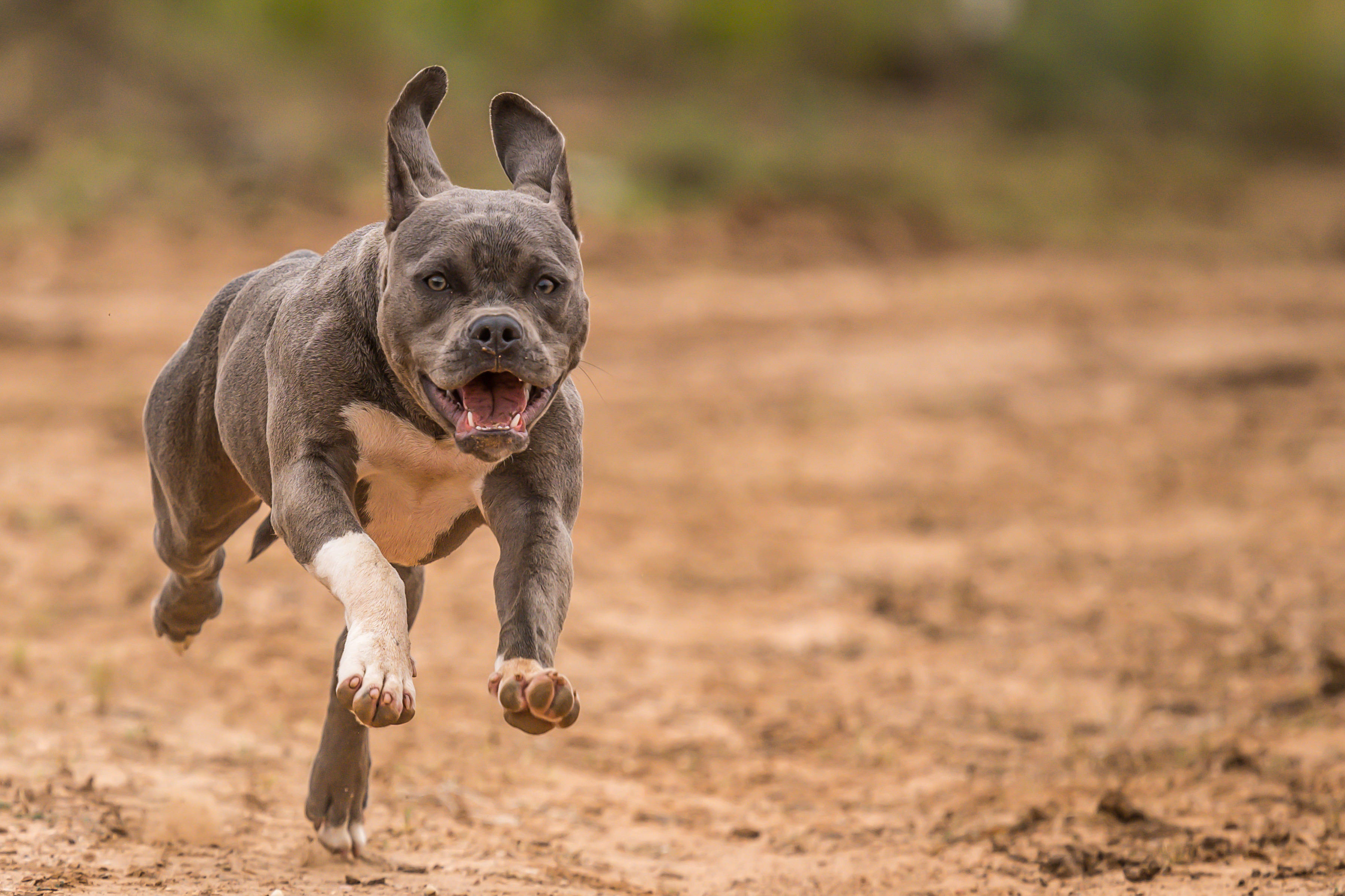 gray pit bull, white paws, sunlit dirt field, 2K Desktop Wallpaper