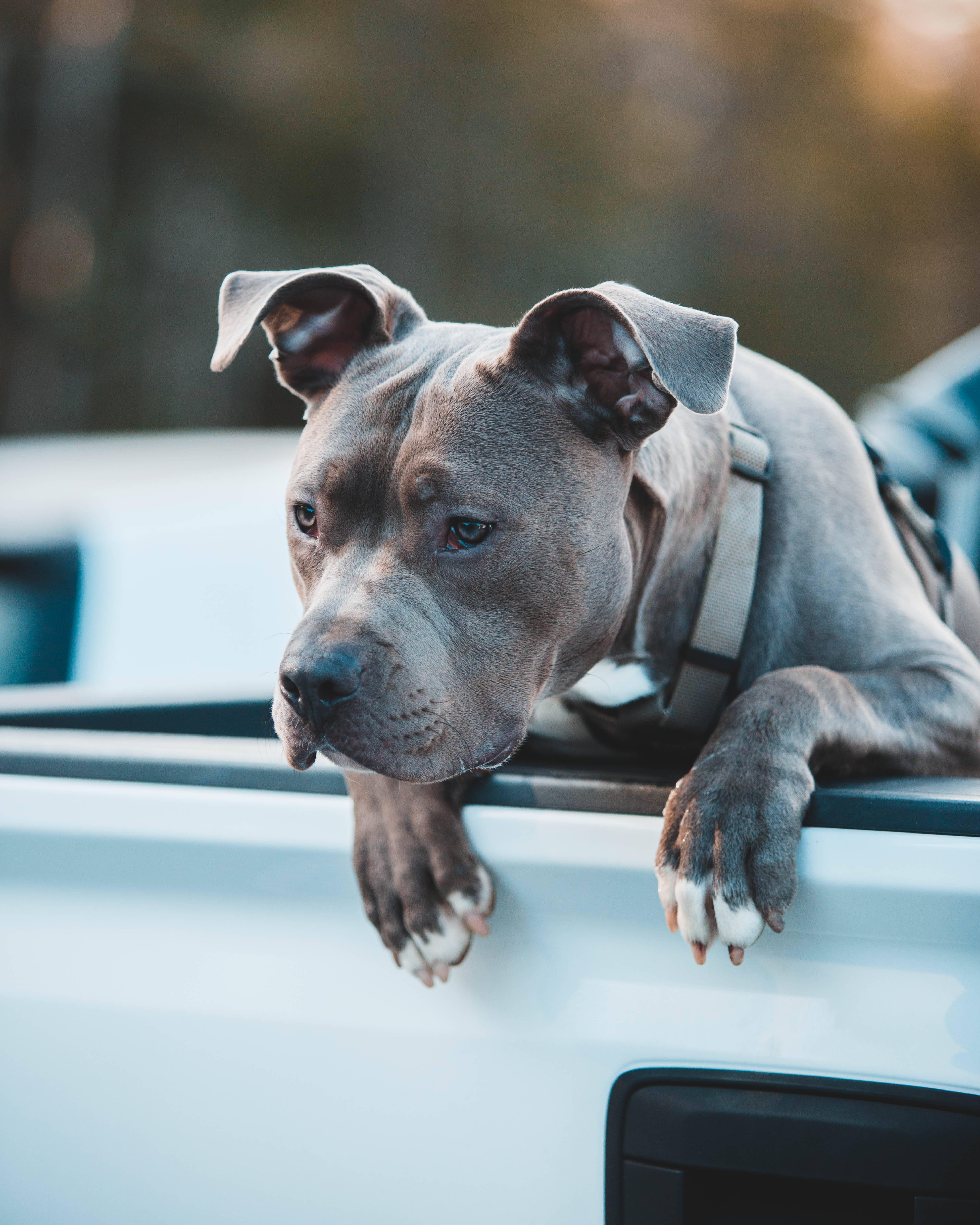 gray pit bull, white paws, white truck bed, 4K Phone Wallpaper