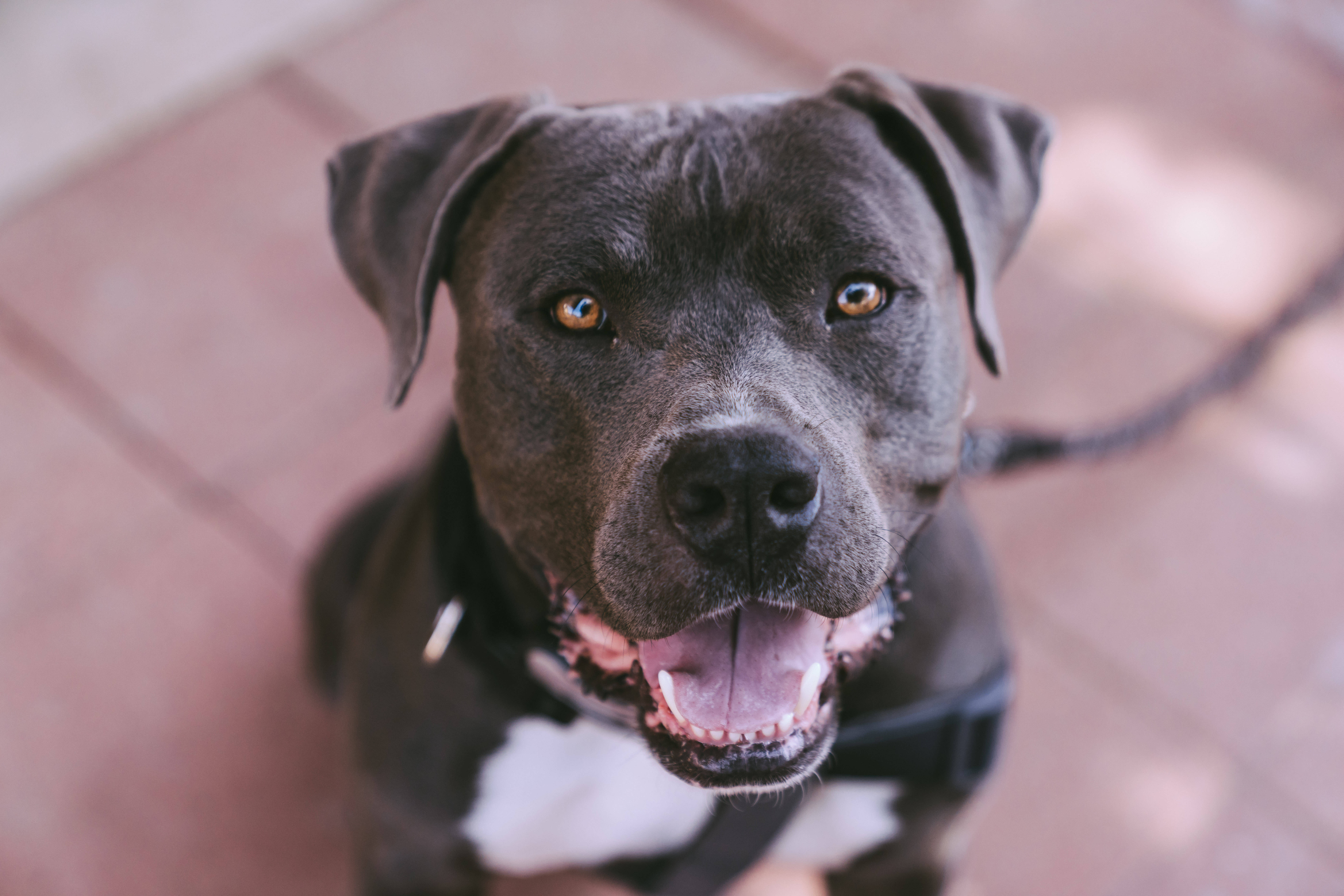 black pit bull, warm amber eyes, white chest patch, 8K Desktop Wallpaper