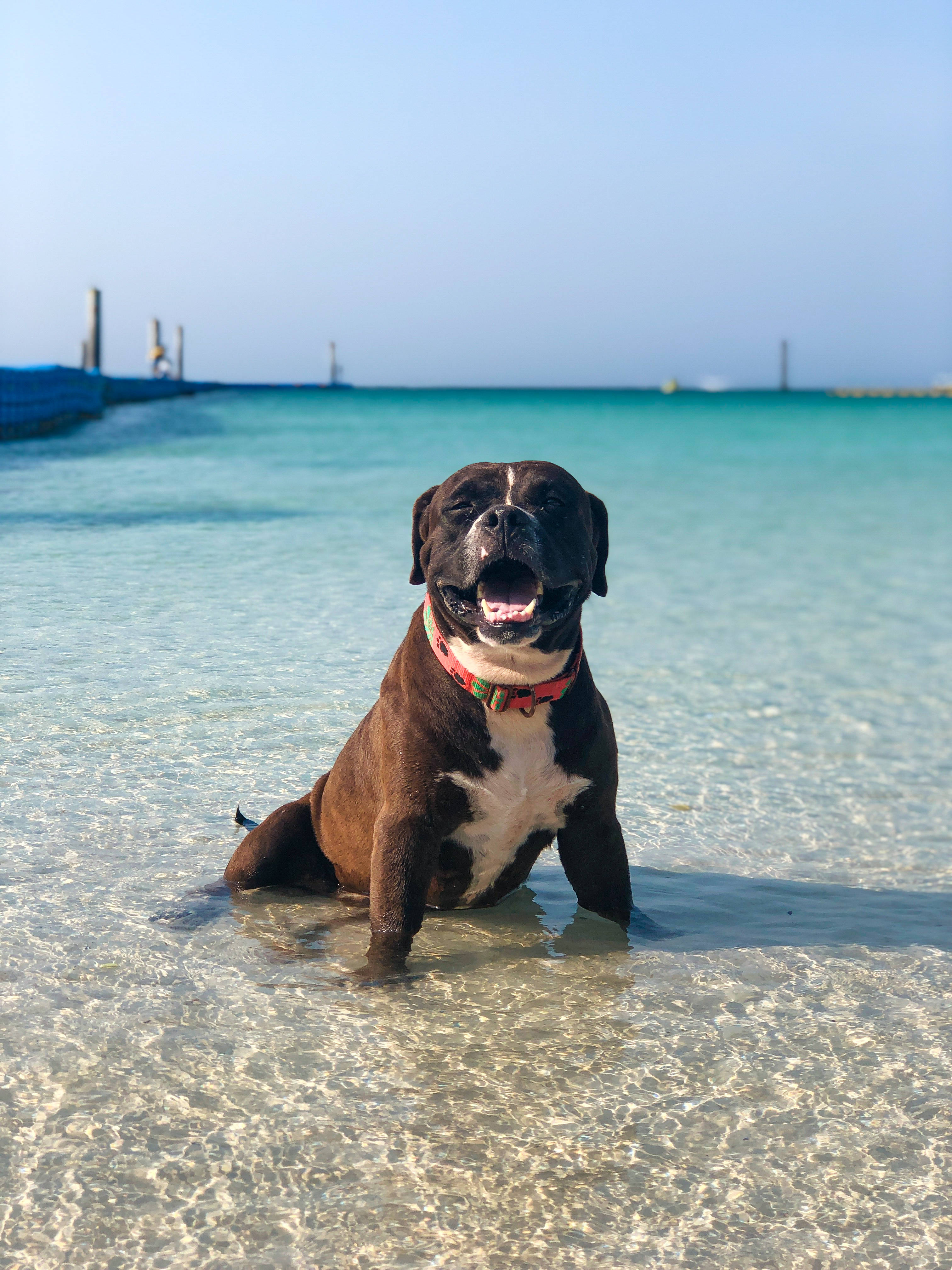 brown pitbull, beach, shallow turquoise water, 4K Phone Wallpaper