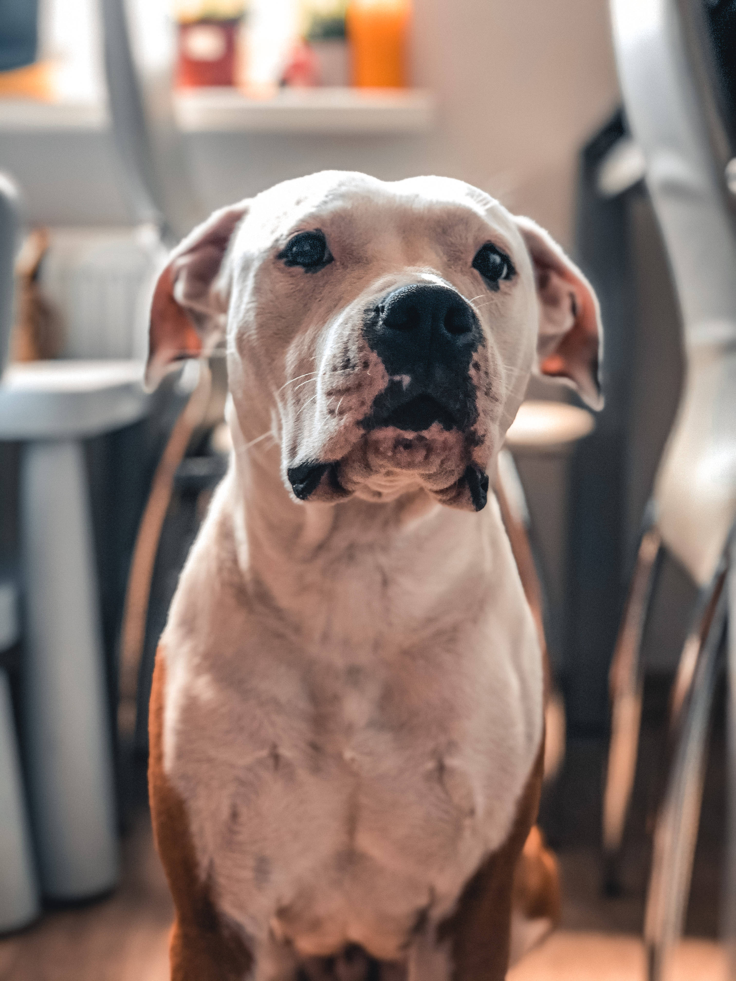 white brown short coated pitbull, light-colored pit bull, dark muzzle, 4K Phone Wallpaper