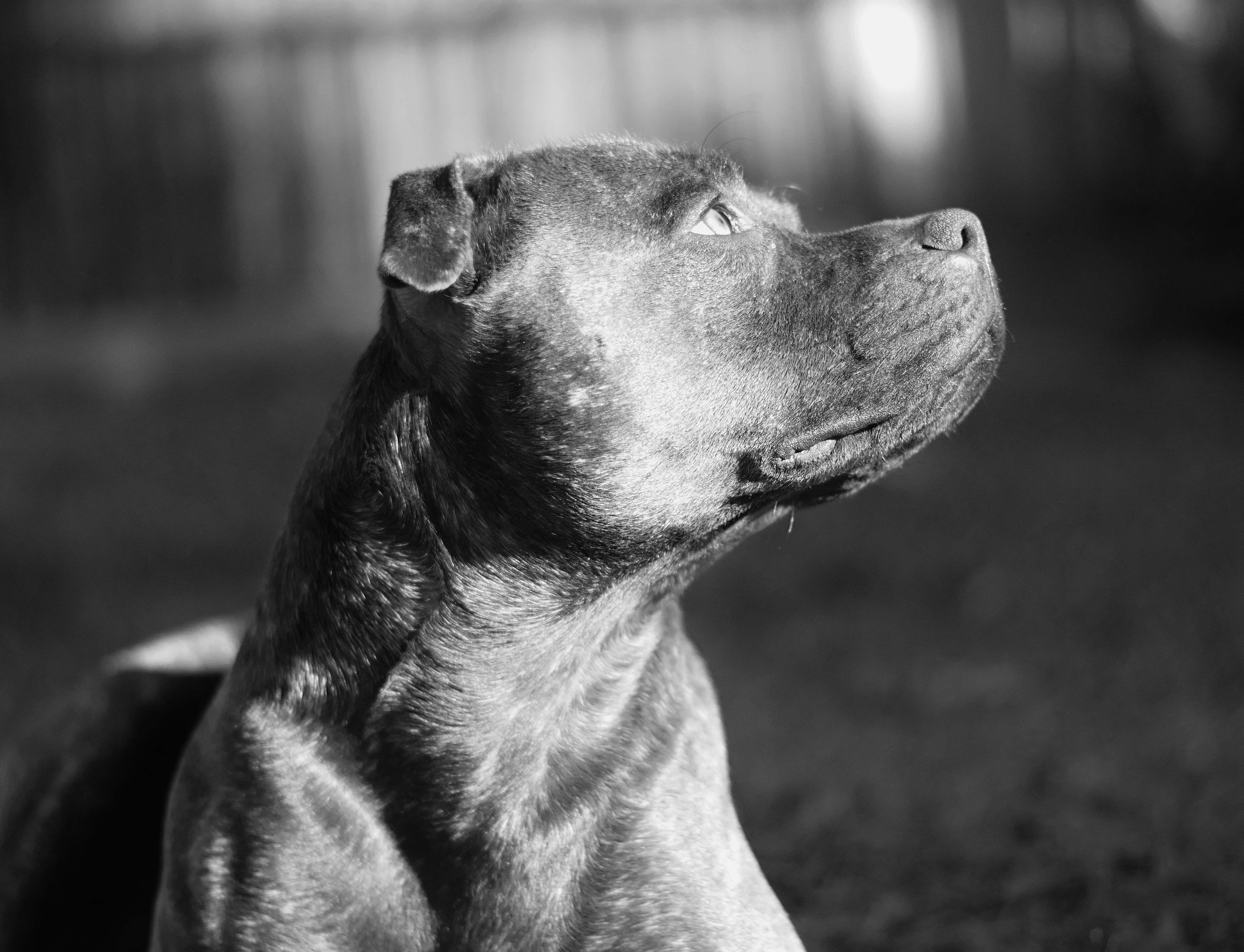 black pitbull, muscular dog, close-up, 4K Desktop Wallpaper