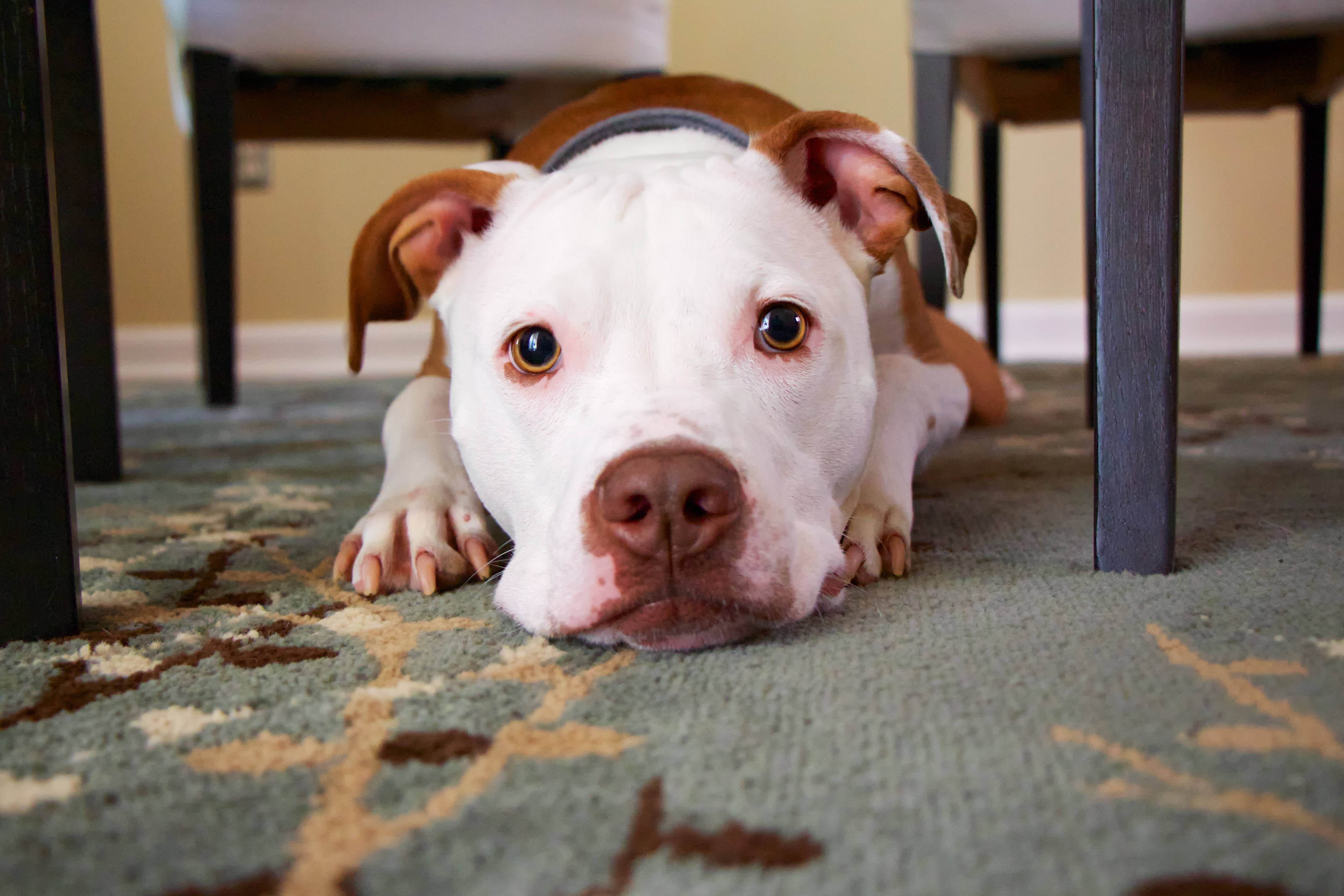 pit bull, white and brown, puppy, 4K Desktop Wallpaper