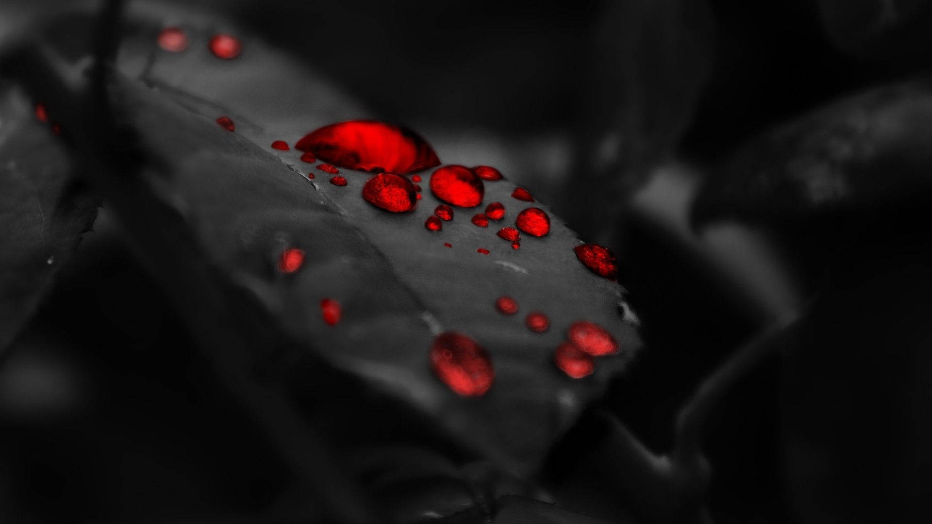 Pitch Black, red droplets, dark leaf, Full HD Desktop Wallpaper