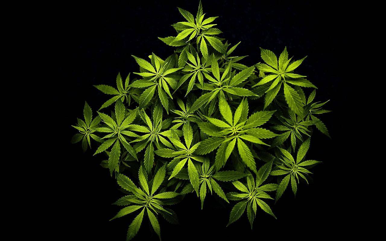 weed leaf plant, pitch black, vibrant green, HD Desktop Wallpaper