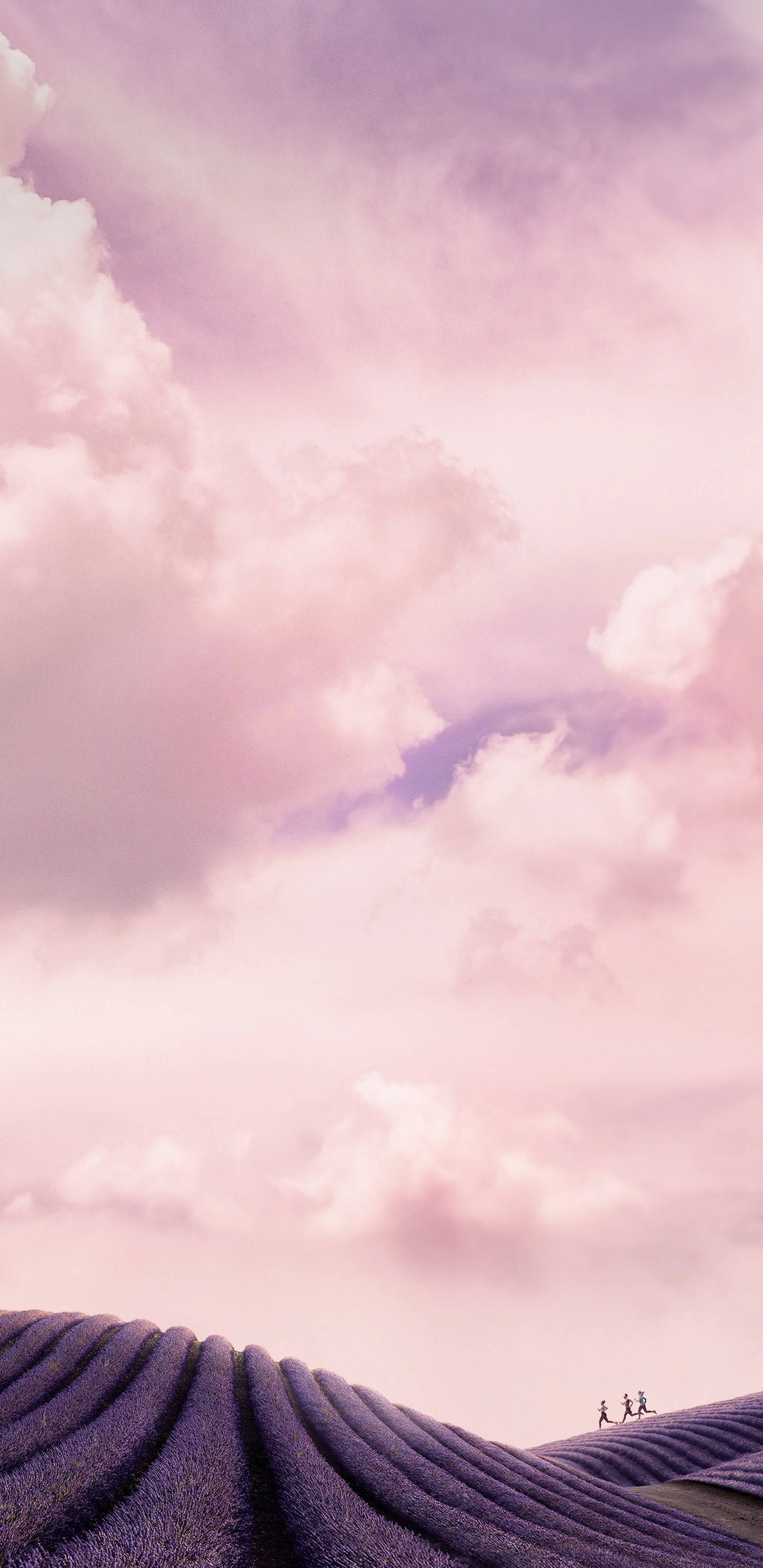 Pixel 3 XL, lavender fields, purple lavender, 2K Phone Wallpaper