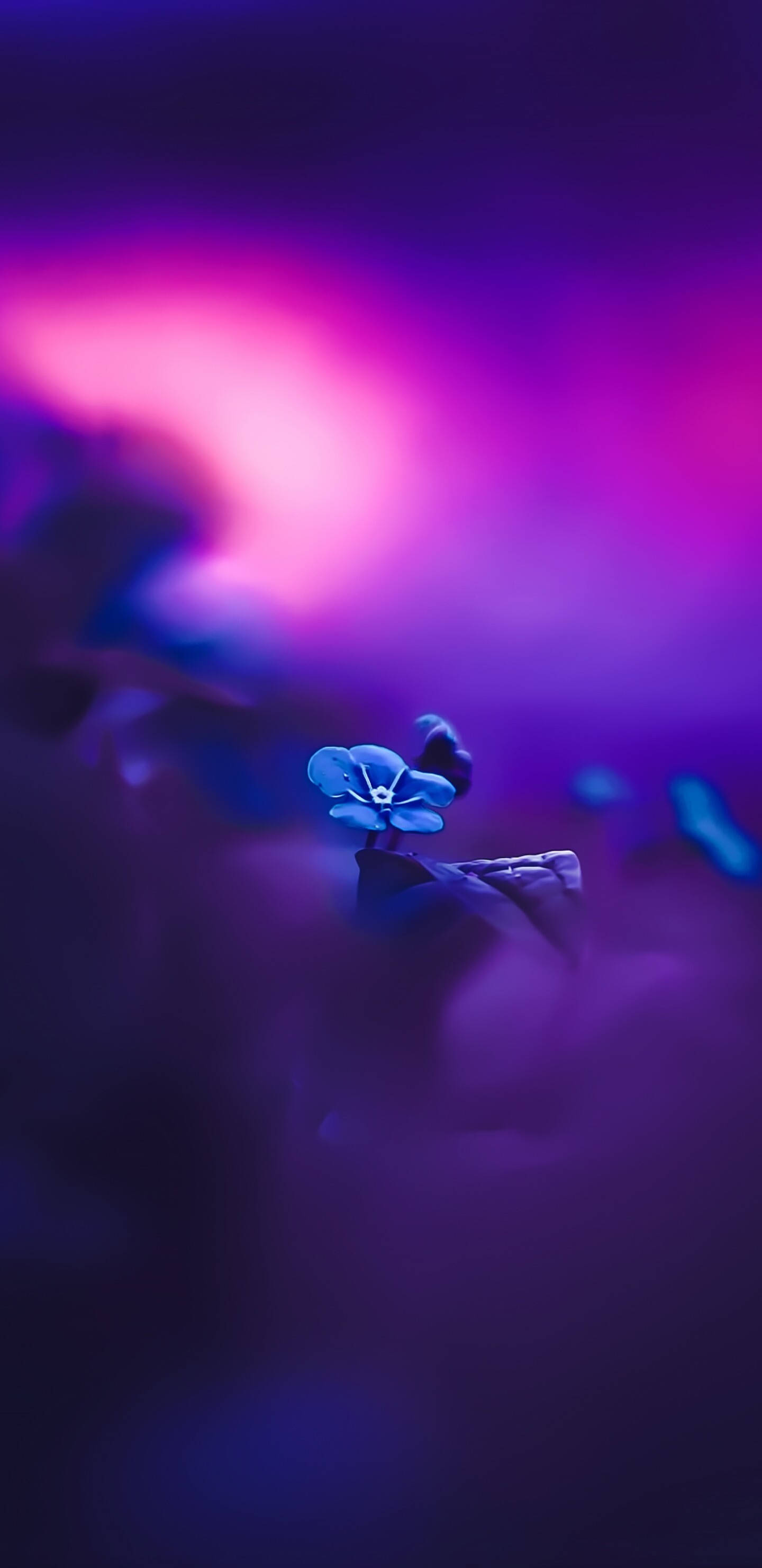 Pixel 3 XL, blue flower, purple and pink neon lights, 2K Phone Wallpaper