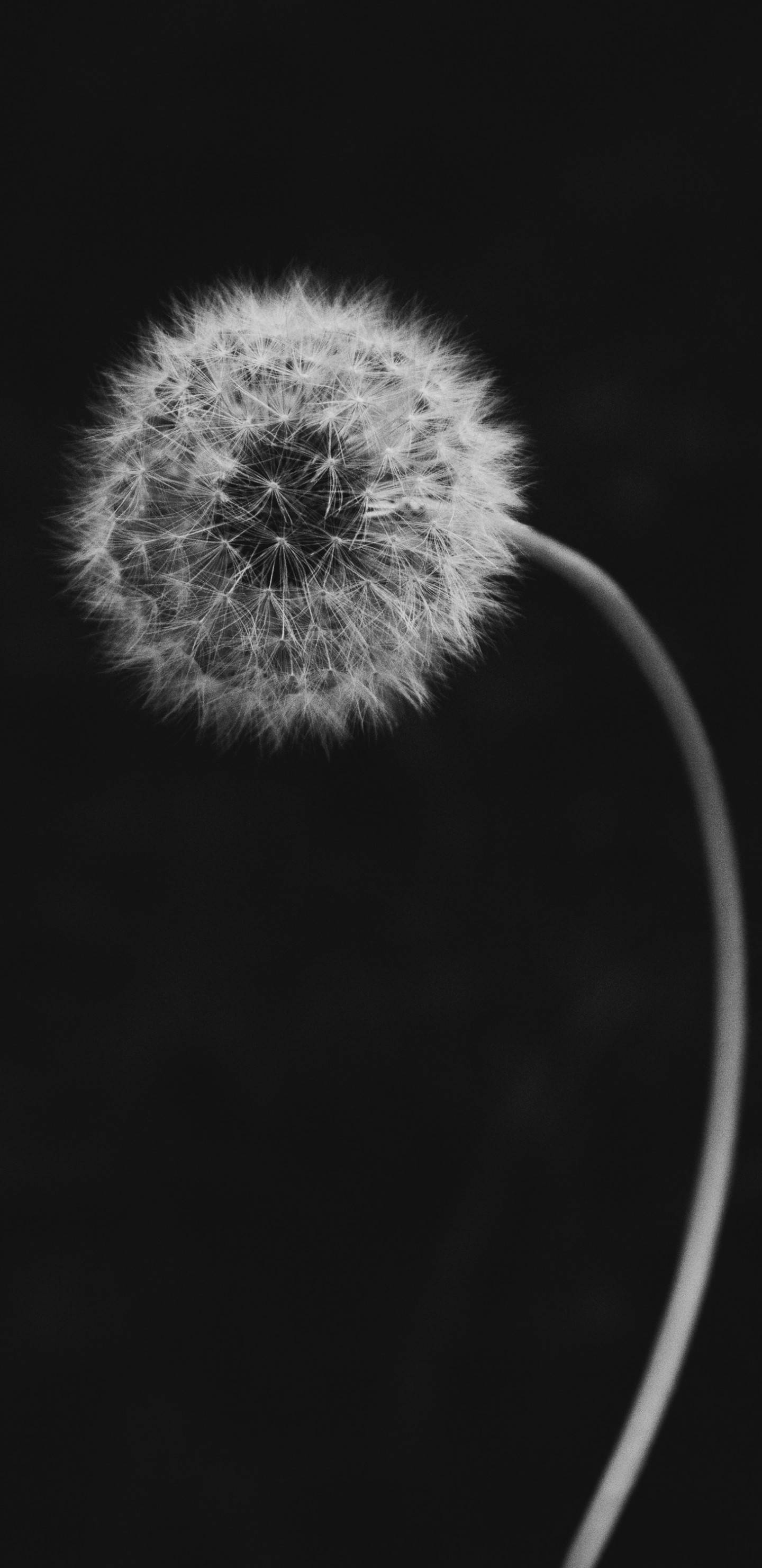 Pixel 3 XL, white, dandelion, 2K Phone Wallpaper