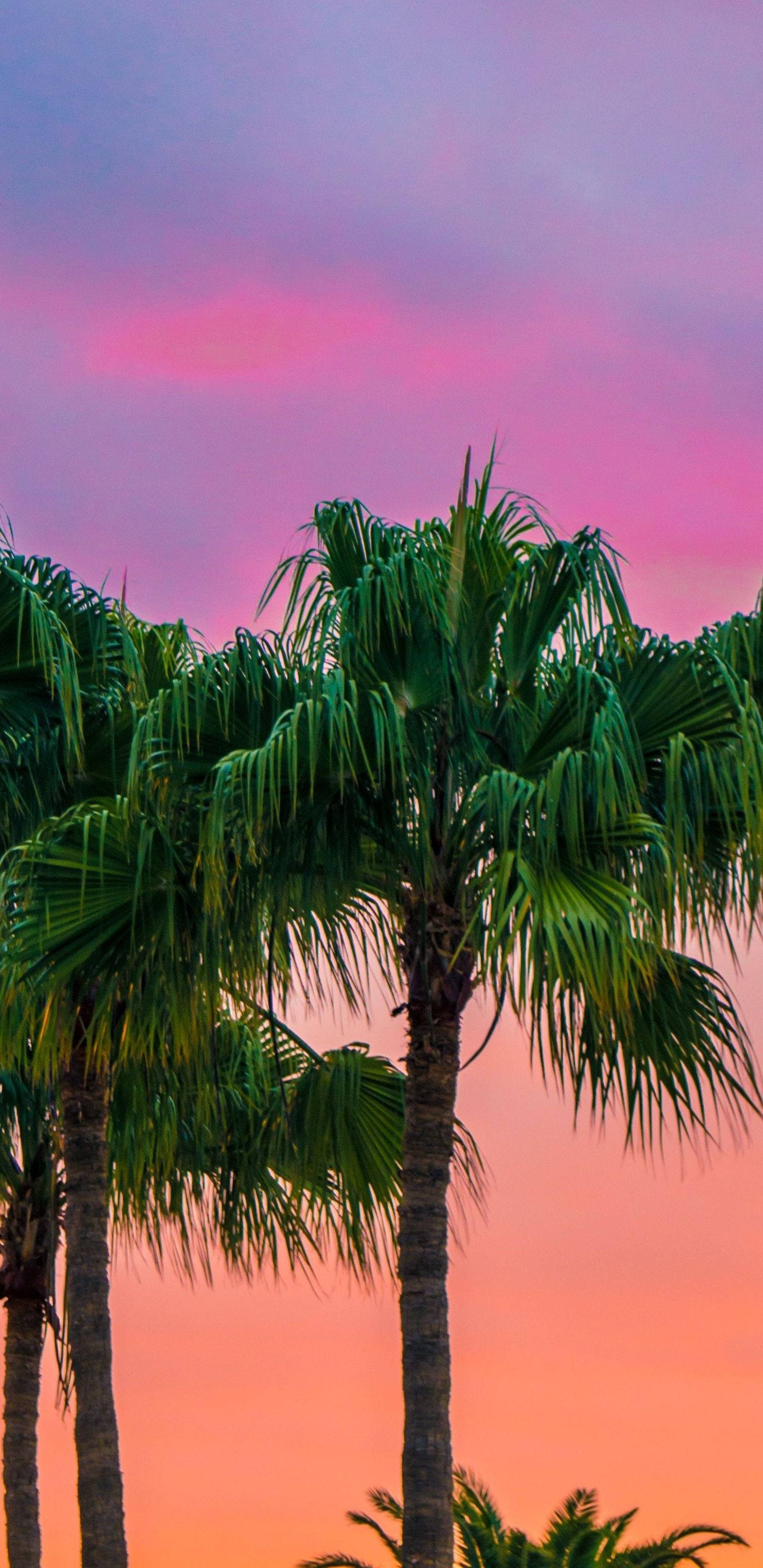 Pixel 3 XL, palm trees, pink skies, 2K Phone Wallpaper