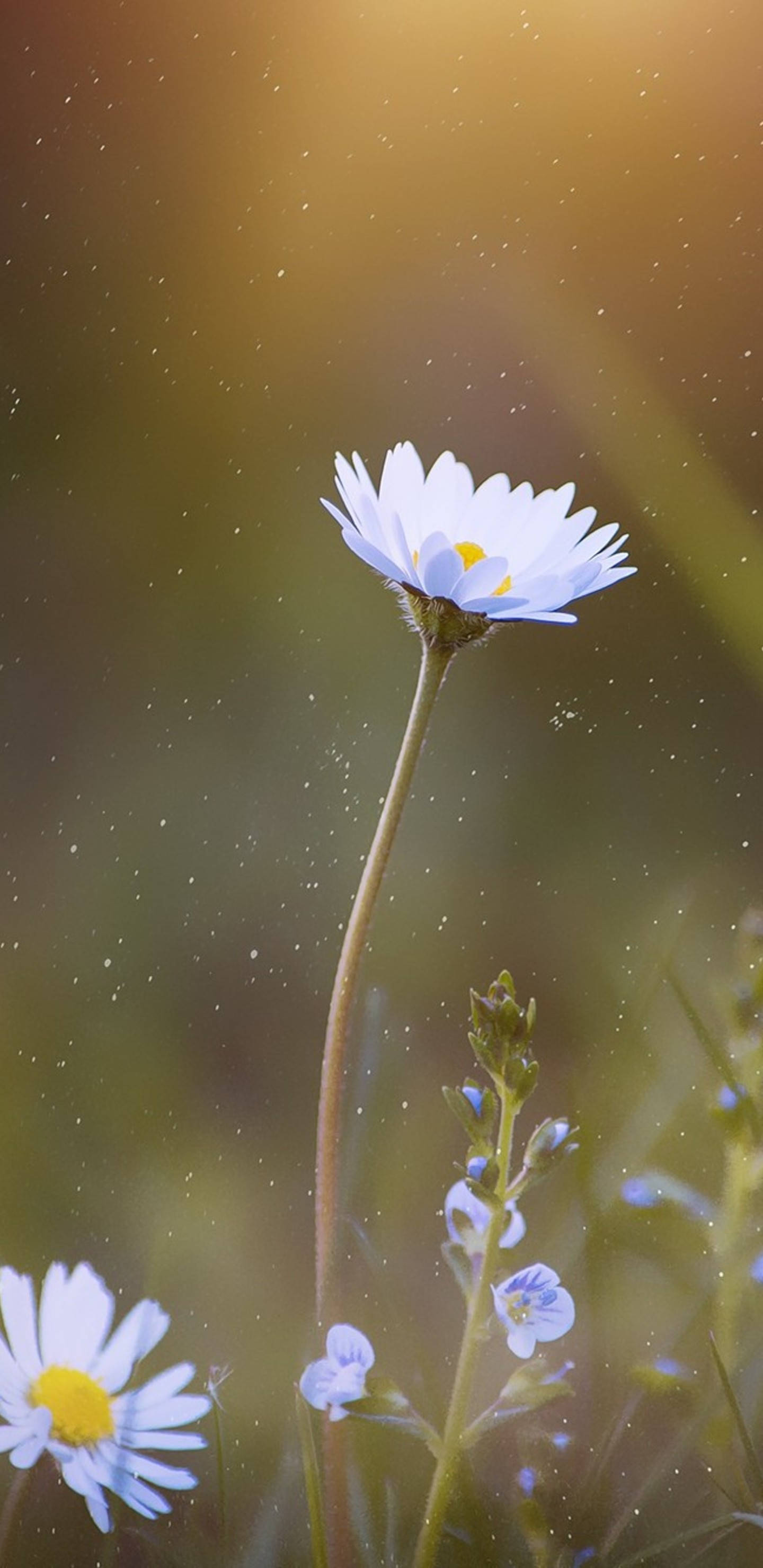 Pixel 3 XL, daisy petals, white daisy, 2K Phone Wallpaper